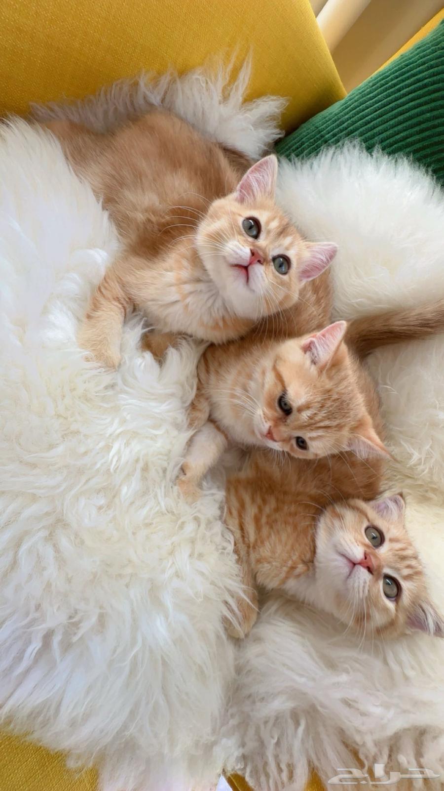 Scottish Fold and Street Kittens - Riyadh64355304256897111