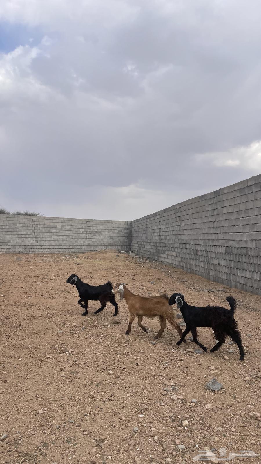 Jafar Awared64357232626690110