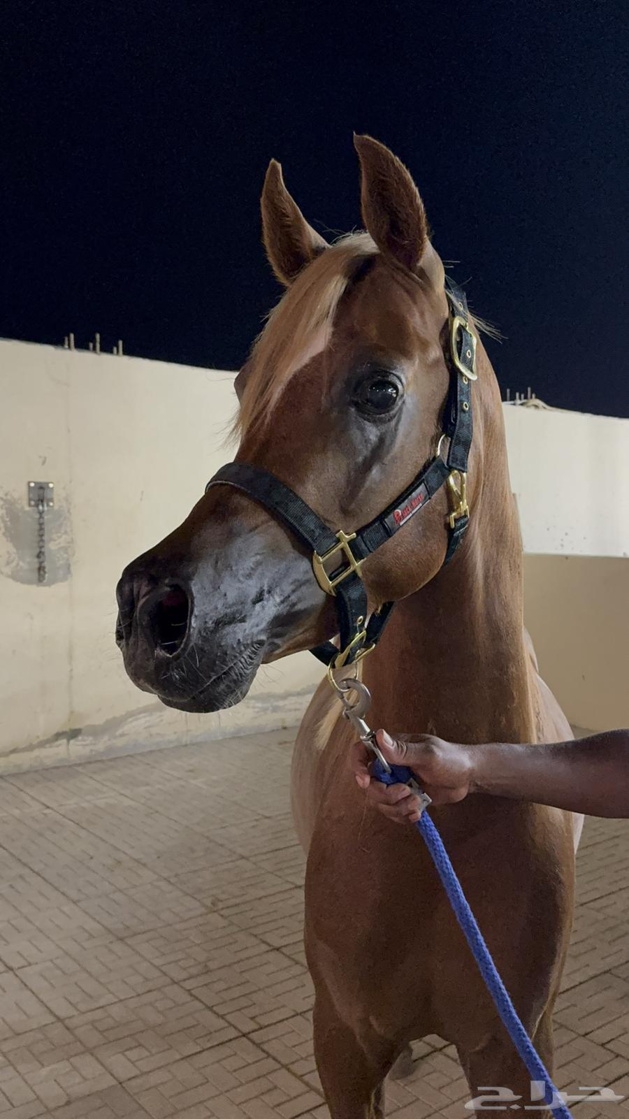 حصان واهو اشقر مذهب للبيع64359388883842112