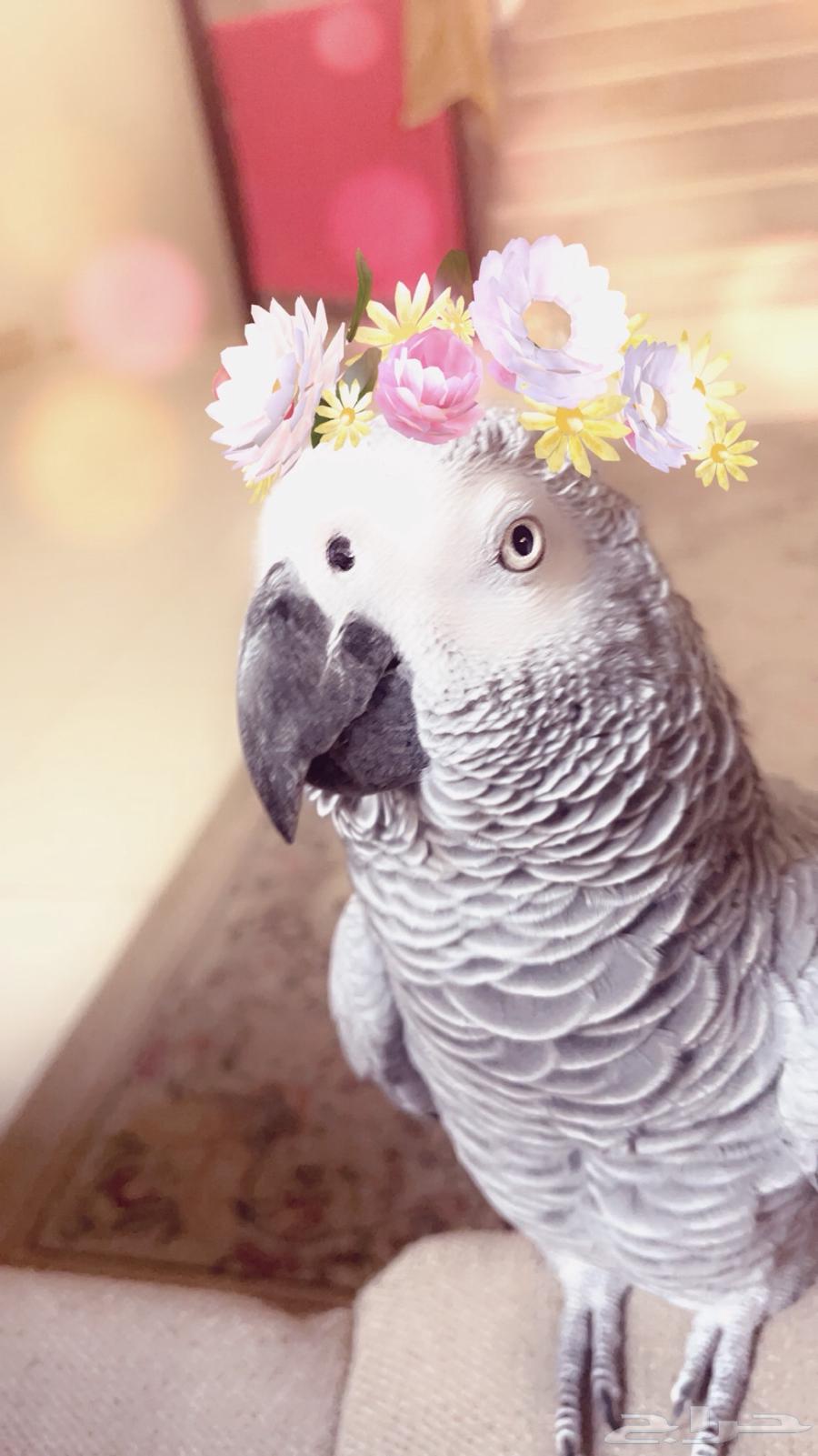 انثى كاسكو اليفه64355260821889114