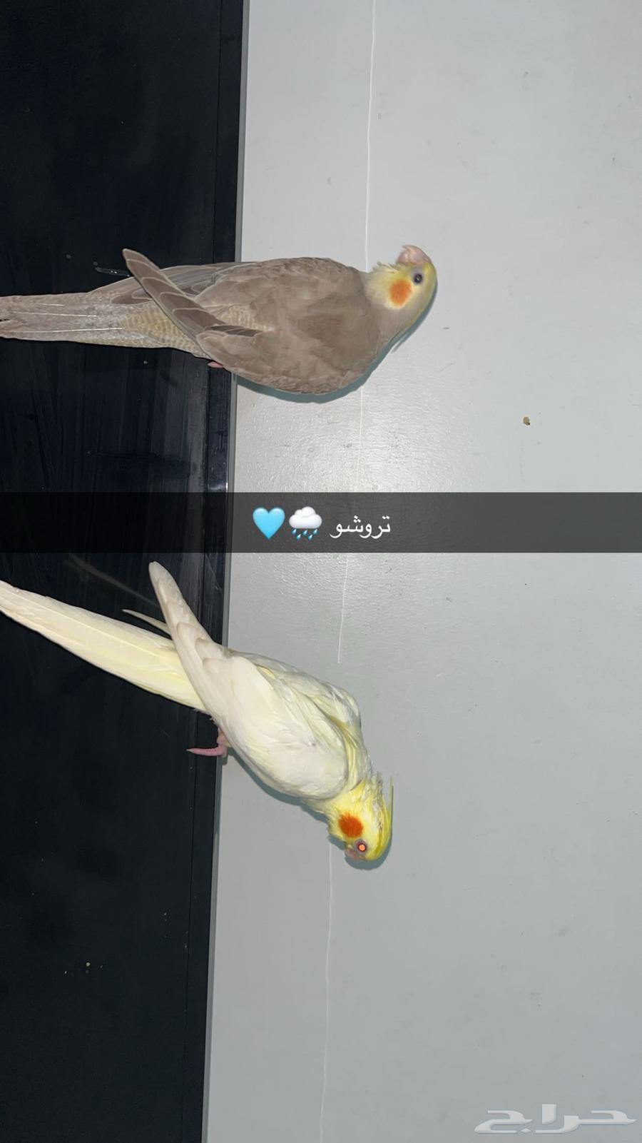 فرخ كروان اليف وهدد خارجي64355990181635114