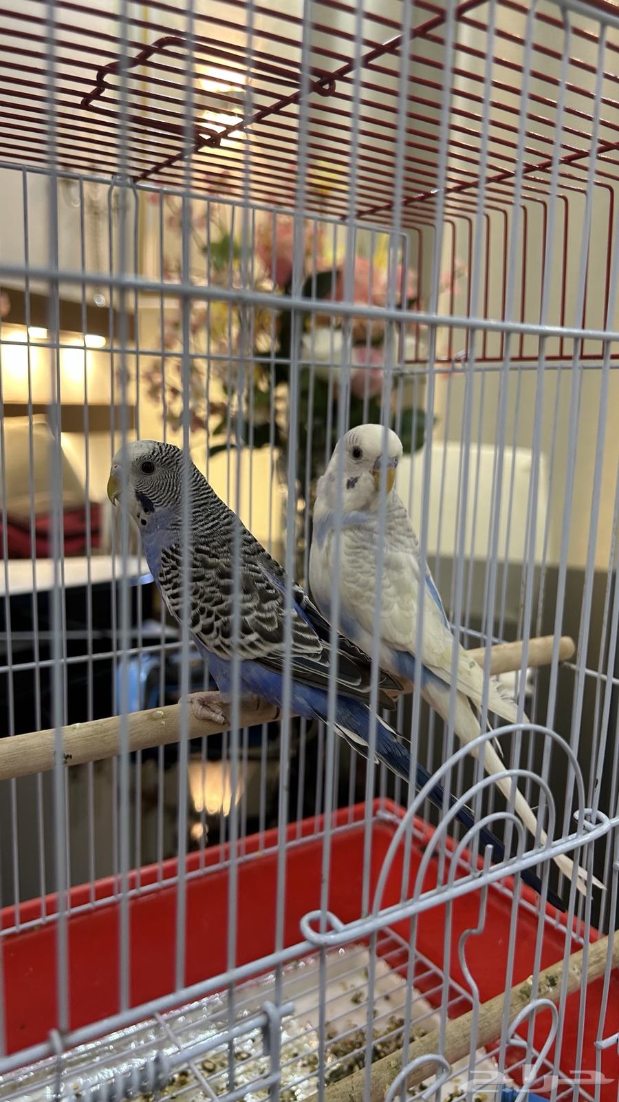 طيور حب   مع القفص والطعام ب 15064361862372994112