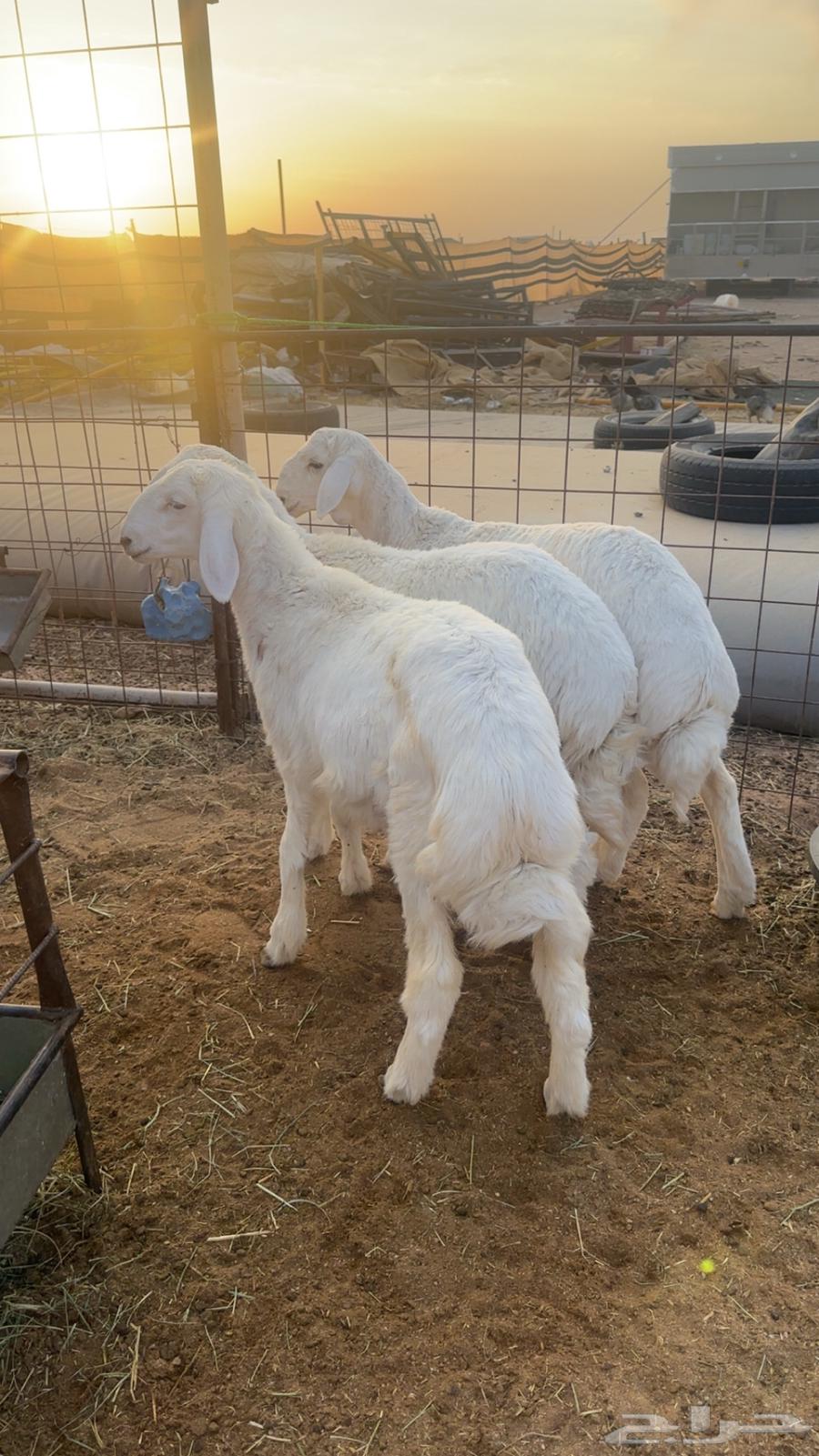 طليان حريه64358828946179110