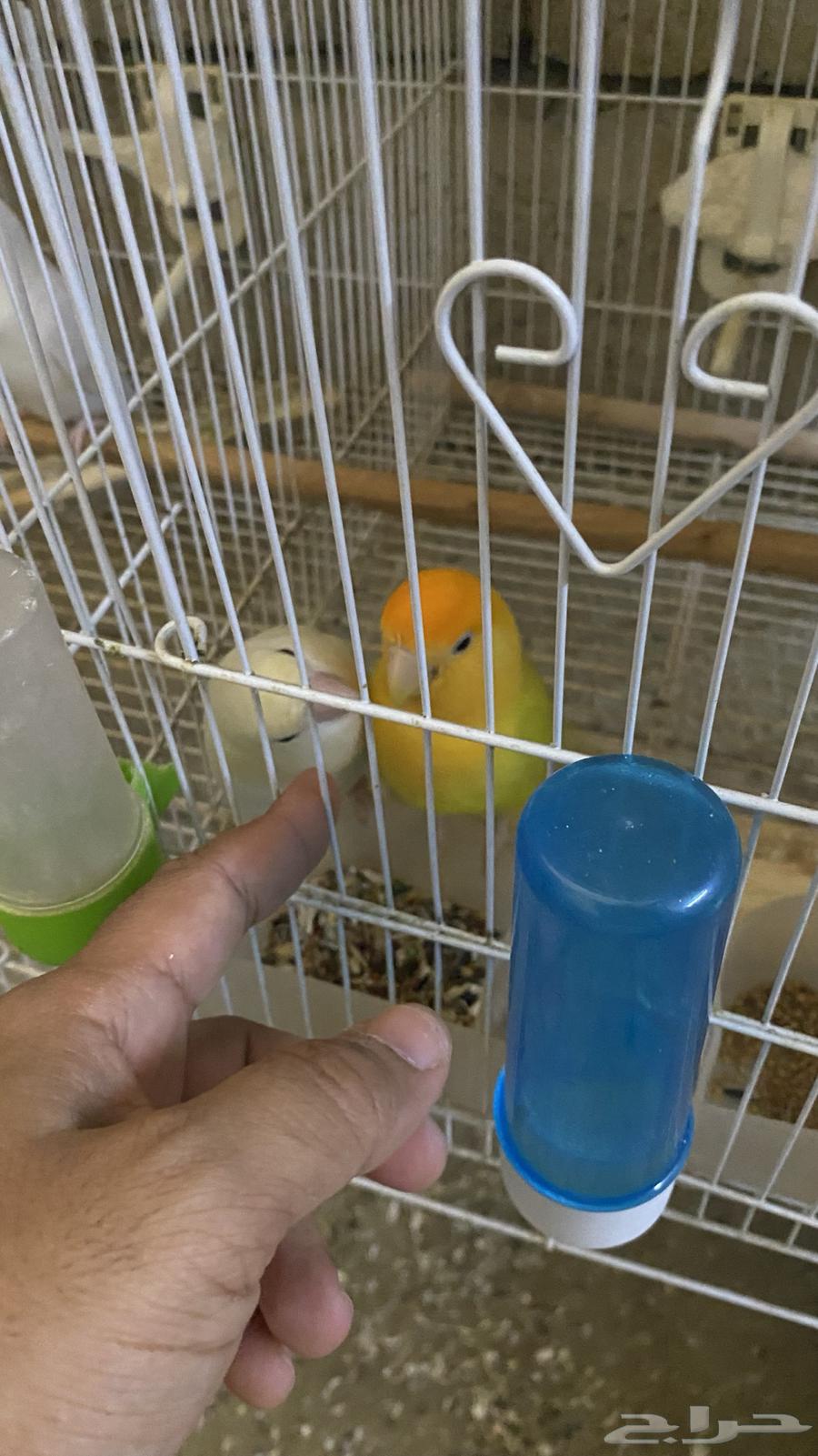 زوج روز مع فروخه64354091003266111