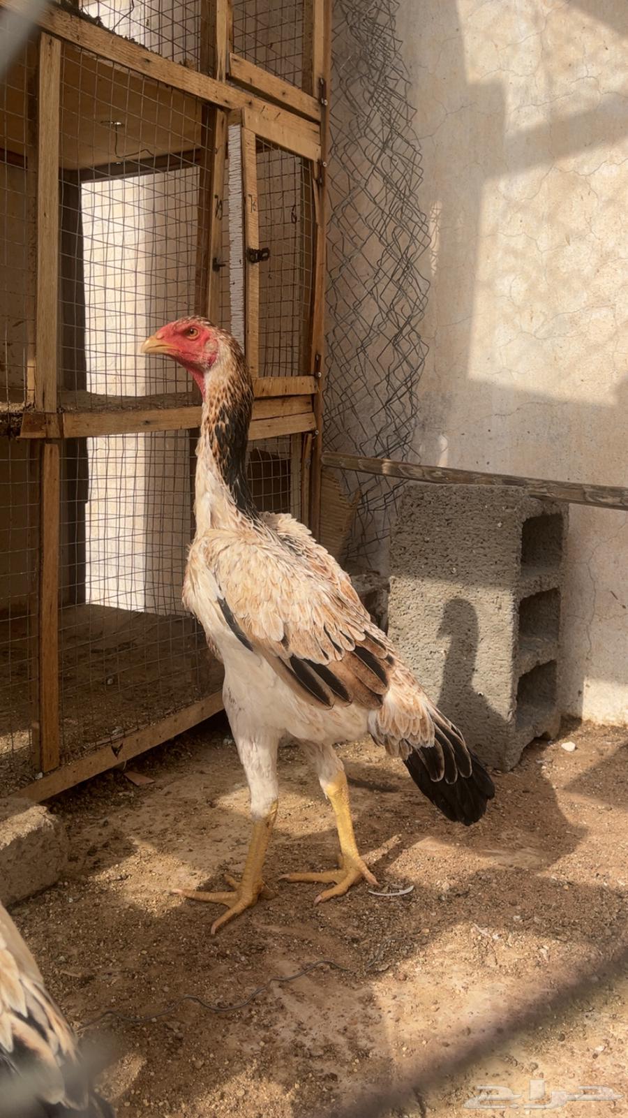 دجاجه شامو يباني بشاير64356077564931111