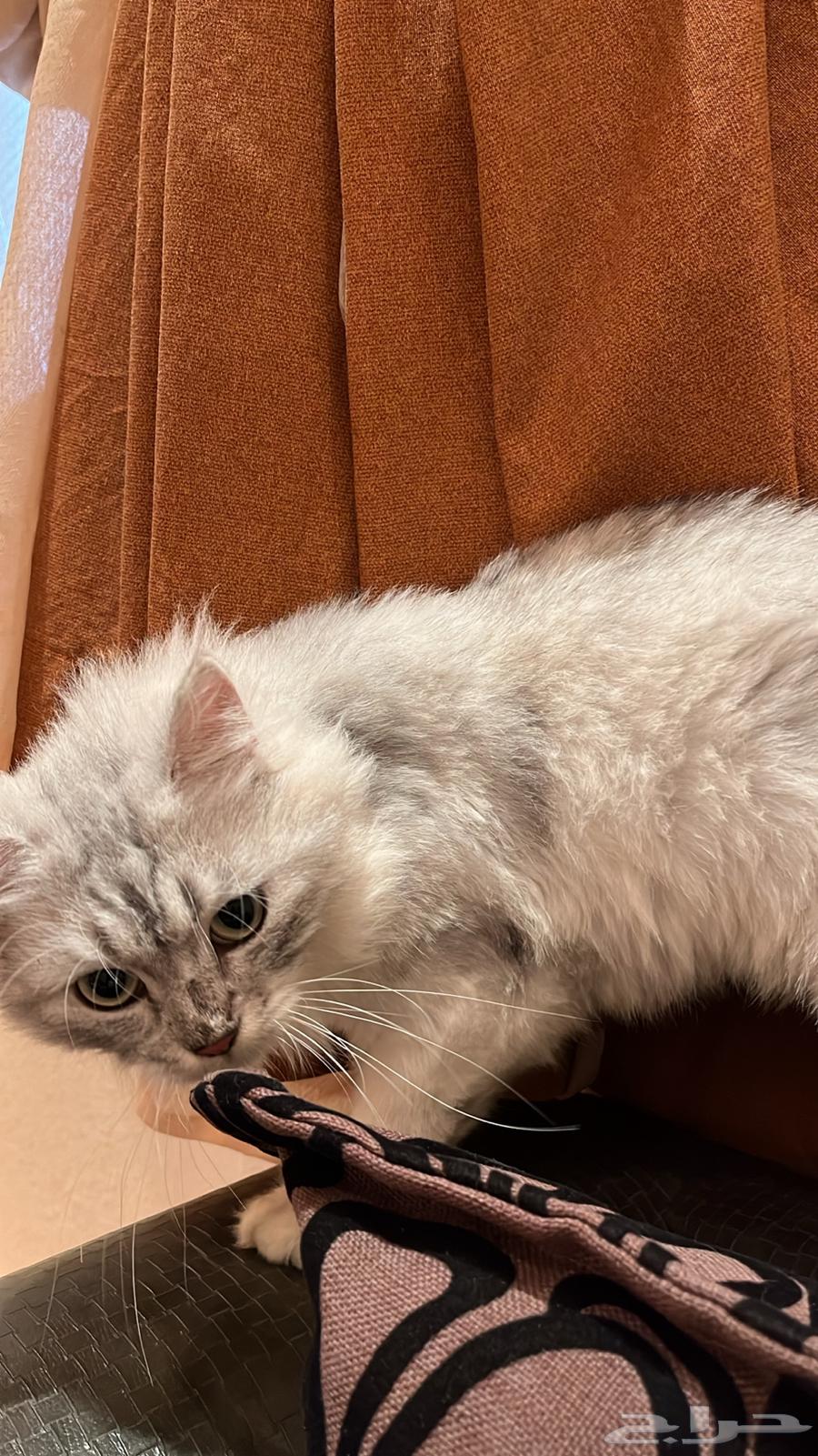 Turbo box and two bags for sale, restaurant cleaned and disinfected with all its complete items64358727829633110