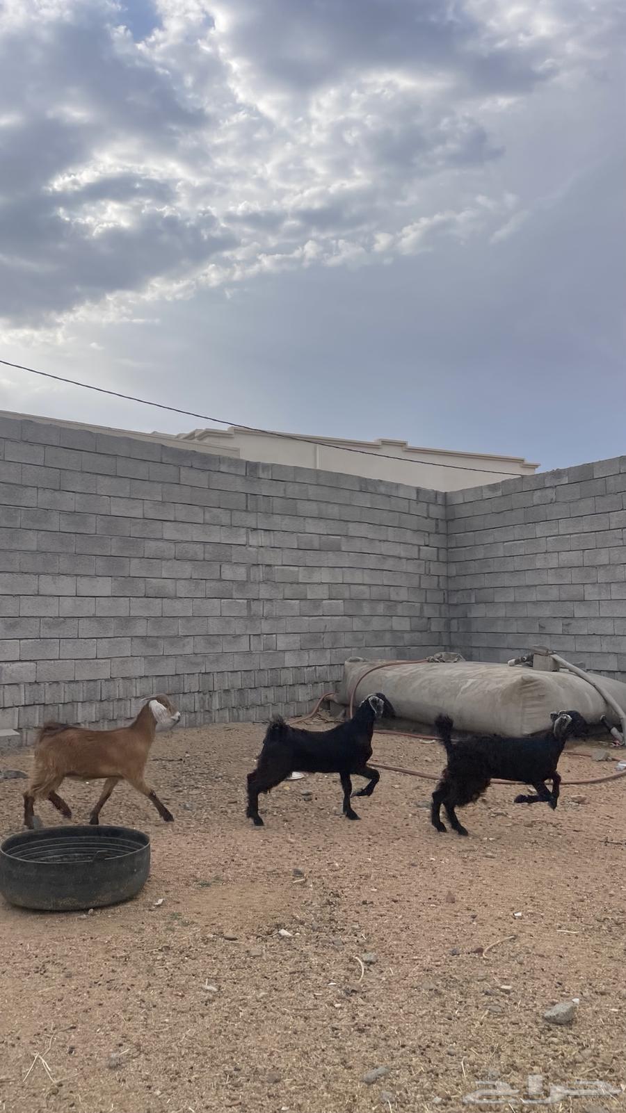 Jafar Awared64357232626690111