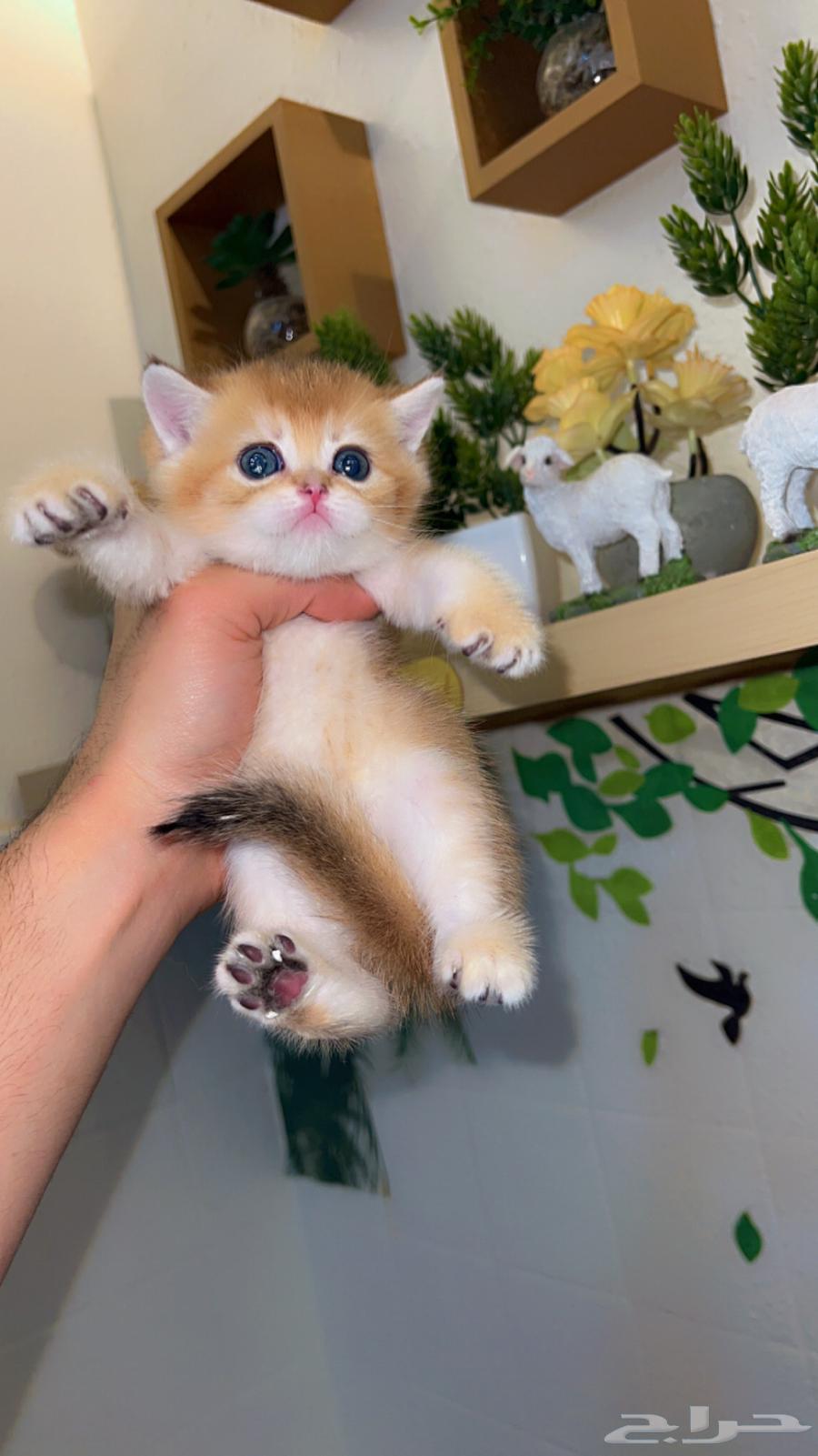 Scottish Gold High Level64359403230595110