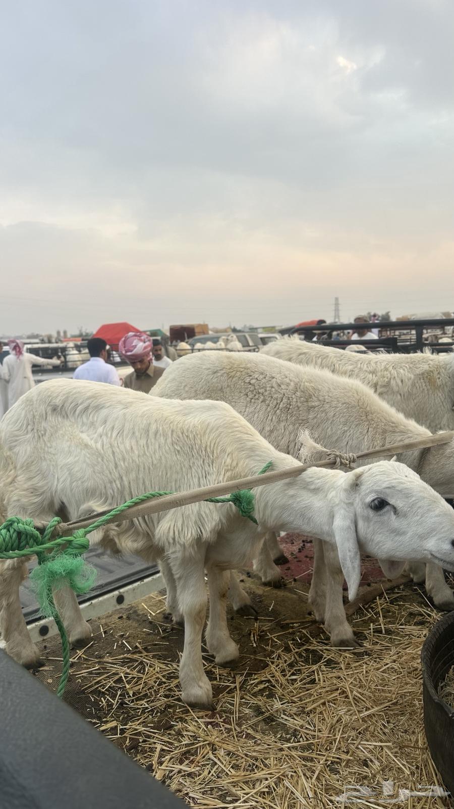 طلي للبيع64358322929410112