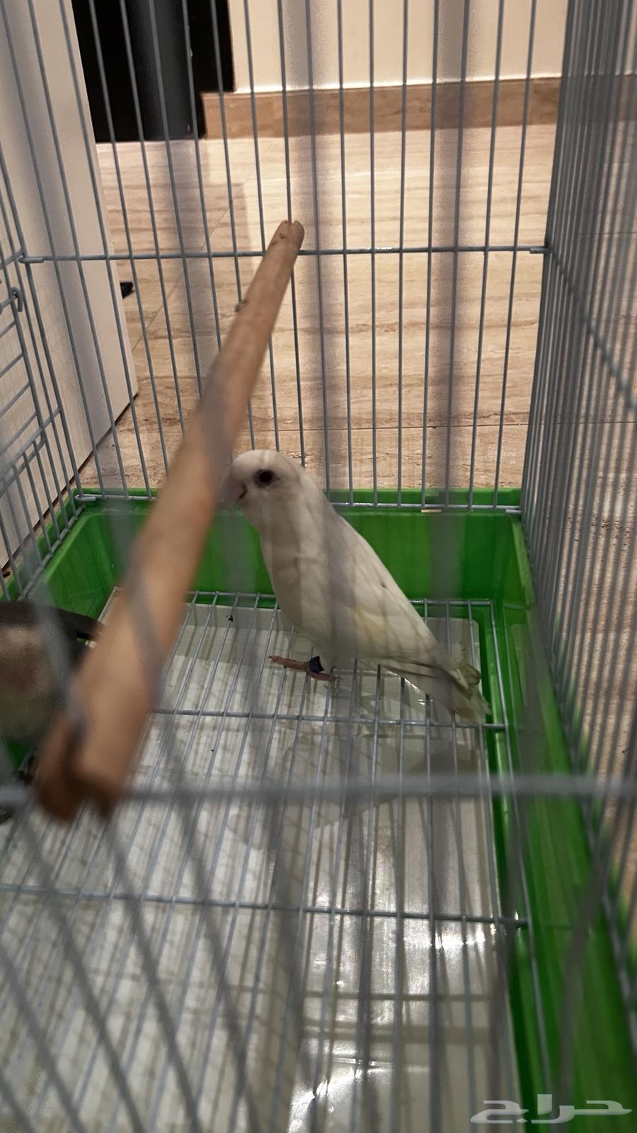 Tayr Roz Jwz64358066666755112