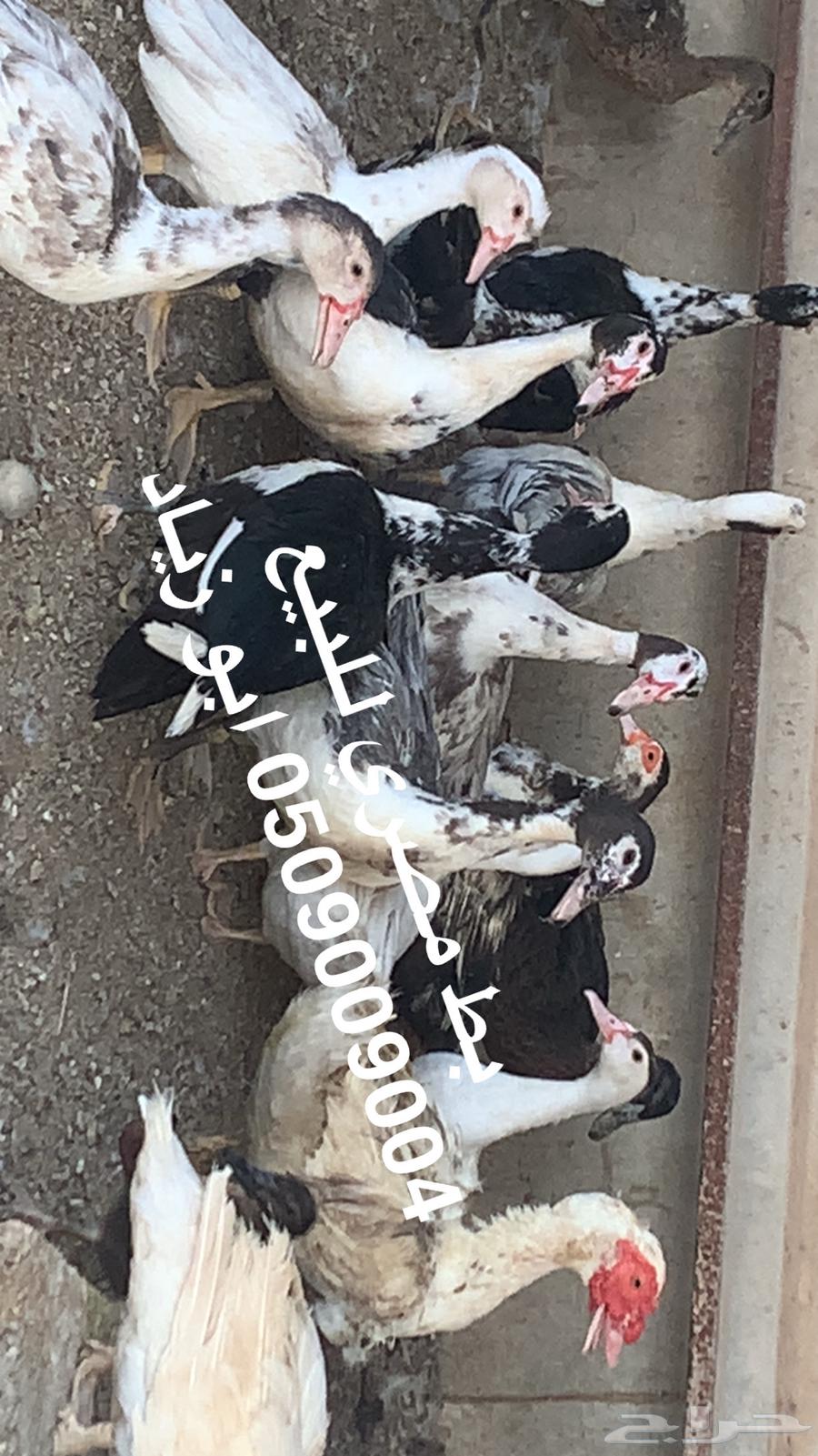 بط مصري للبيع64356369894913111