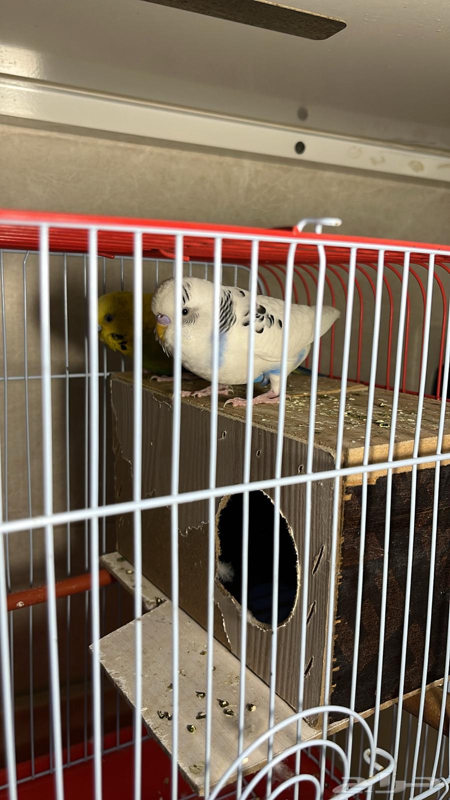 طيور بادجي64361682204674113