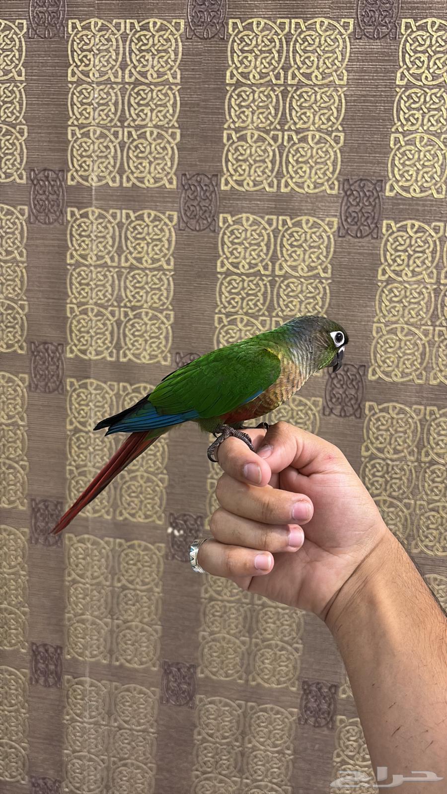 Green cheek conure talks and bites like a parrot (Sold)64356792176385114