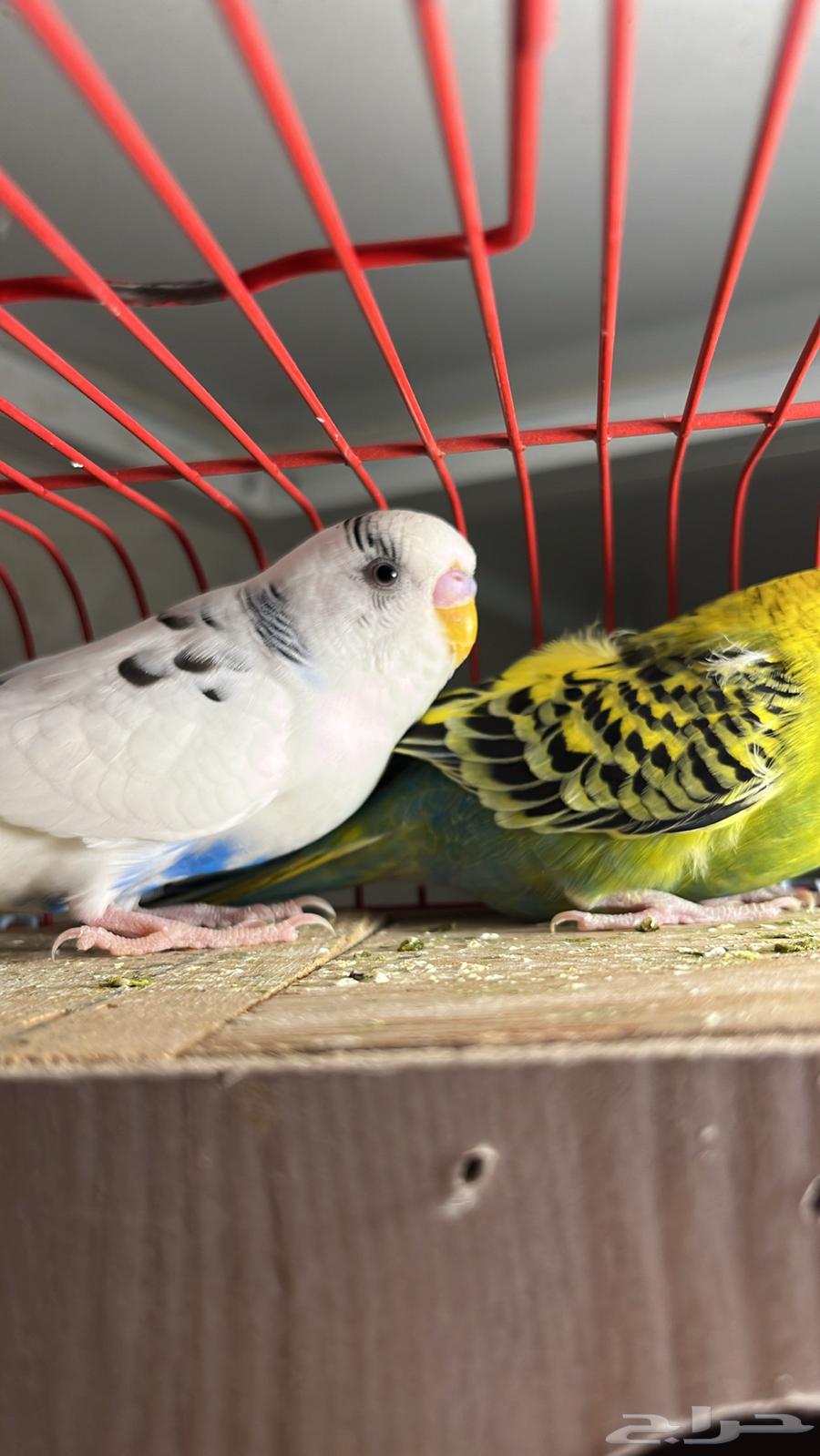 طيور بادجي64361682204674111