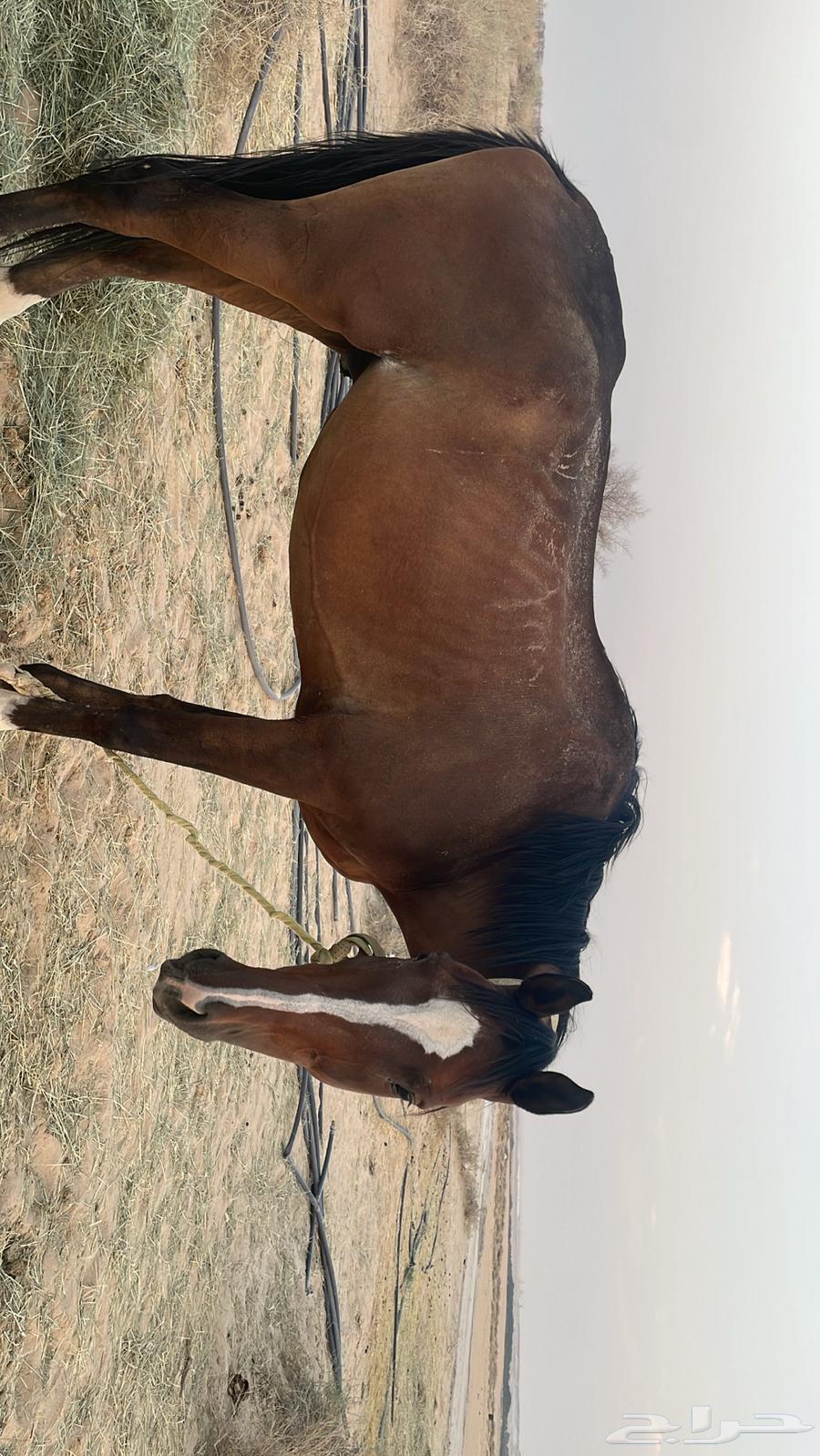 حصان انجليزي للبيع64356252083457110