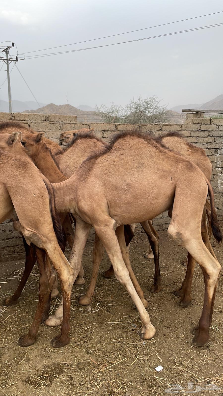 7 قعدان للبيع  ذكاره64357835631105113