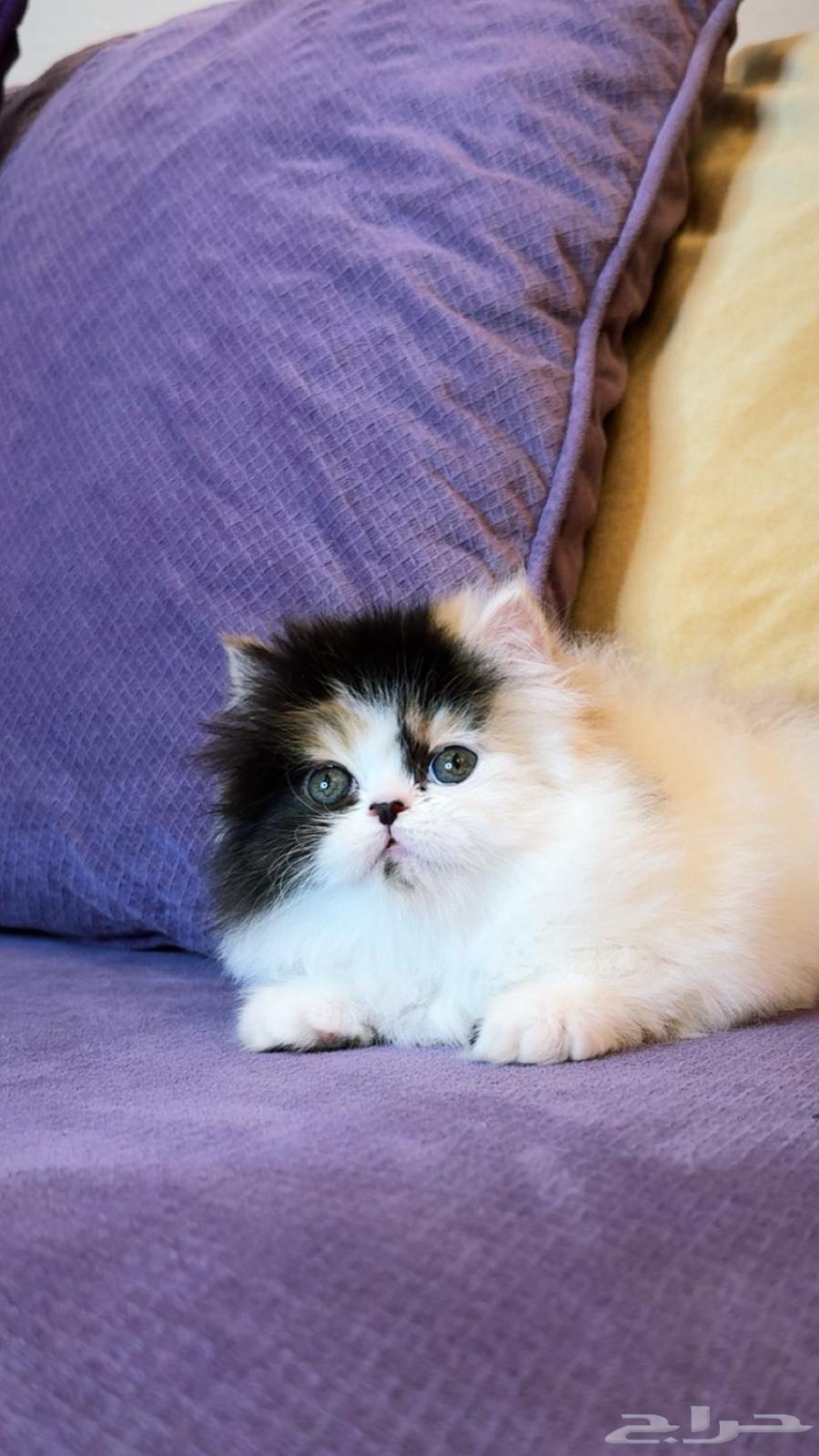 انثى بيرشن بيور64350868102657113