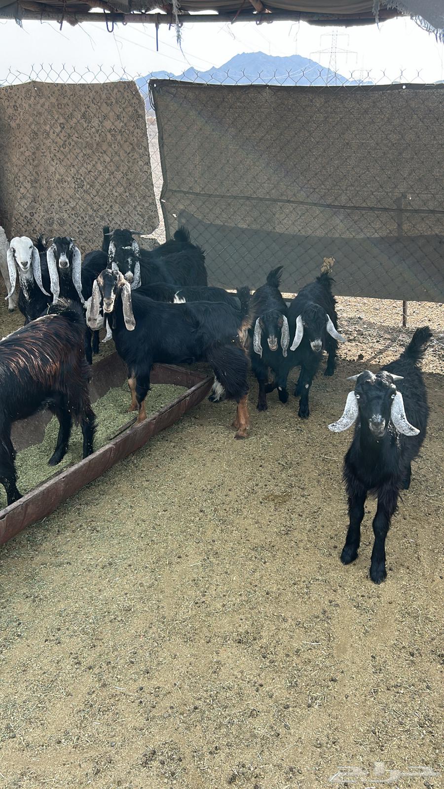 يوجد ذبايح للبيع تيوس64357408927234111