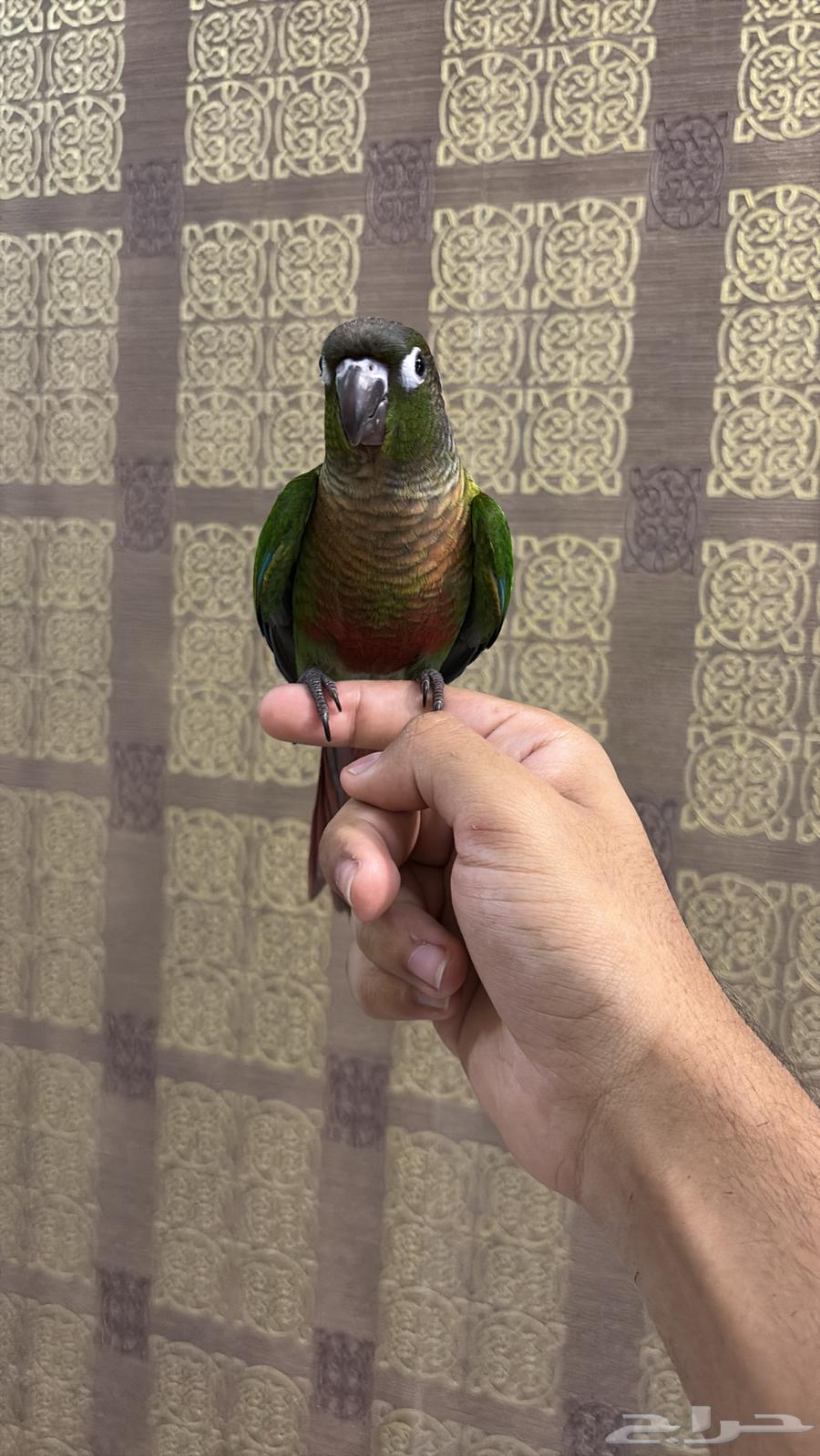 Green cheek conure talks and bites like a parrot (Sold)64356792176385111