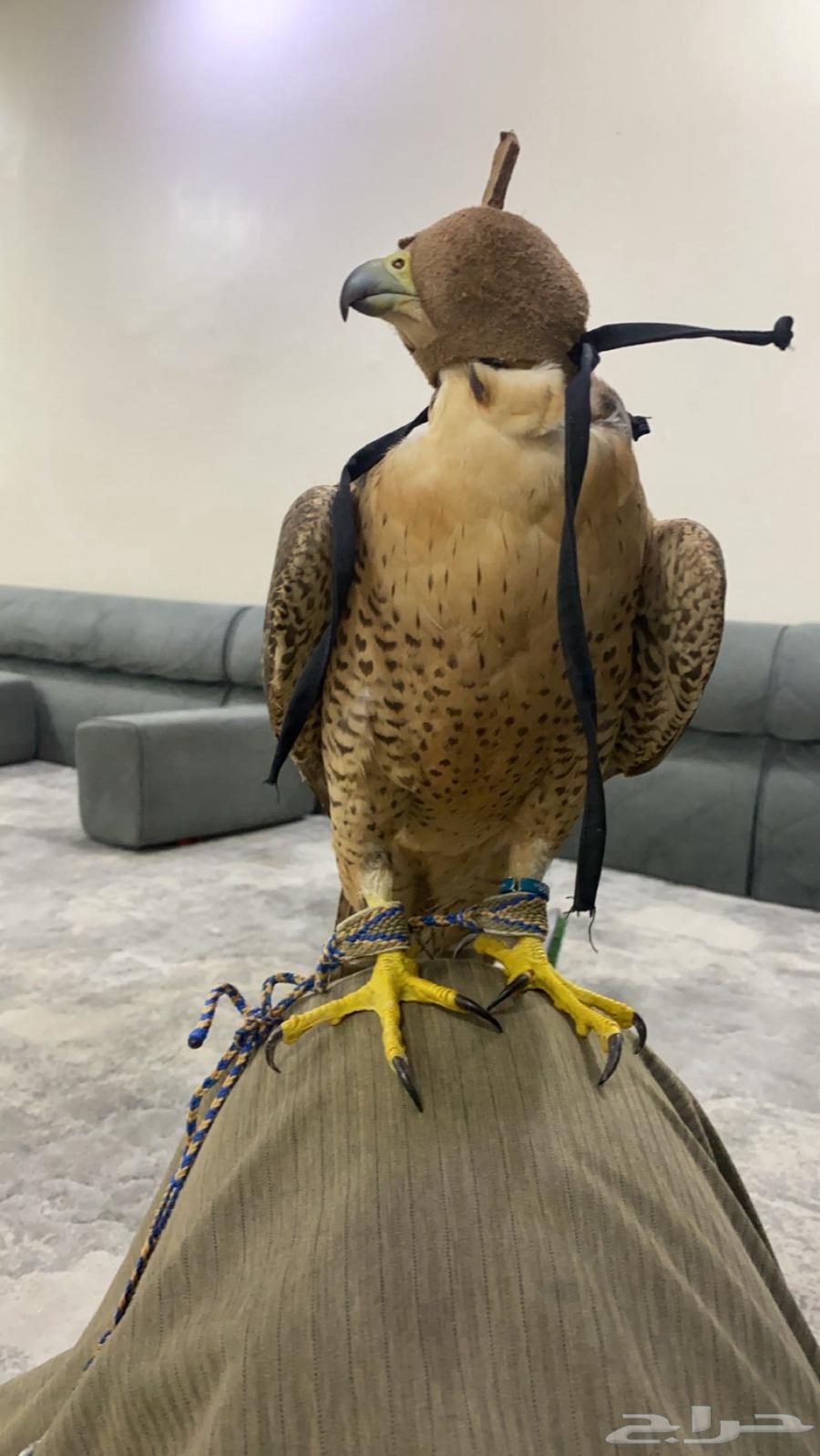 Jbeily bird for sale, please contact the number (just an advertiser)64360098777218111