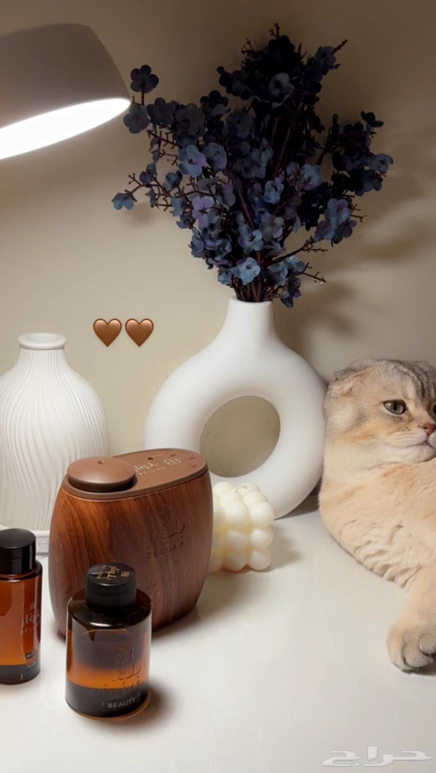 للبيع ذكر سكوتش تربل فولد من انتاج اب مسجل في WCF سعر بطلل64360507298305110