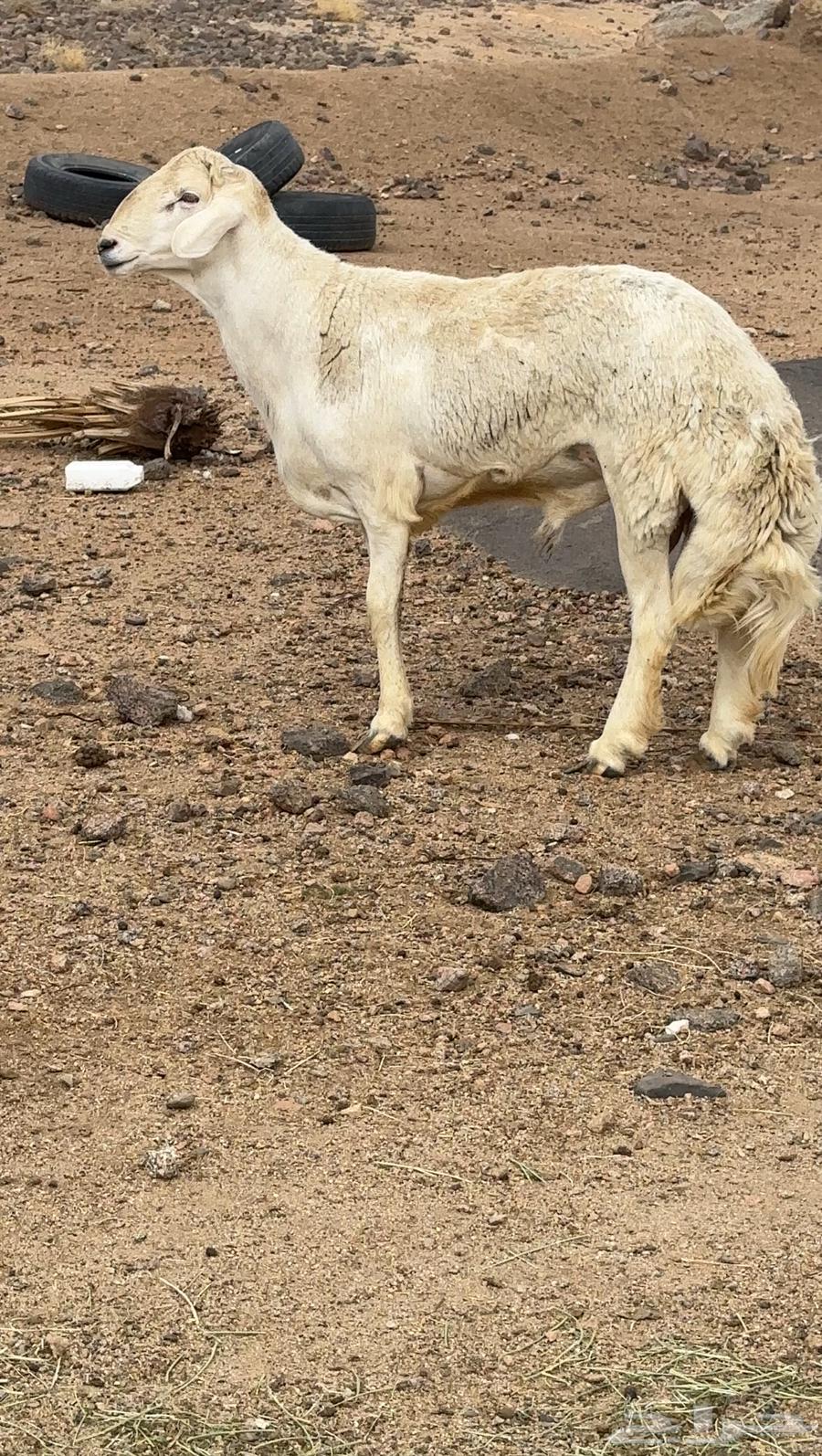 خروف ثني تم البيع64349023020161111