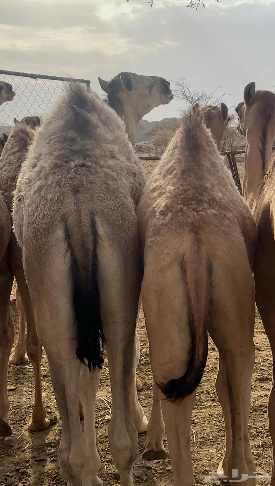 Al-Qa'dan Mafarid64360334051586110