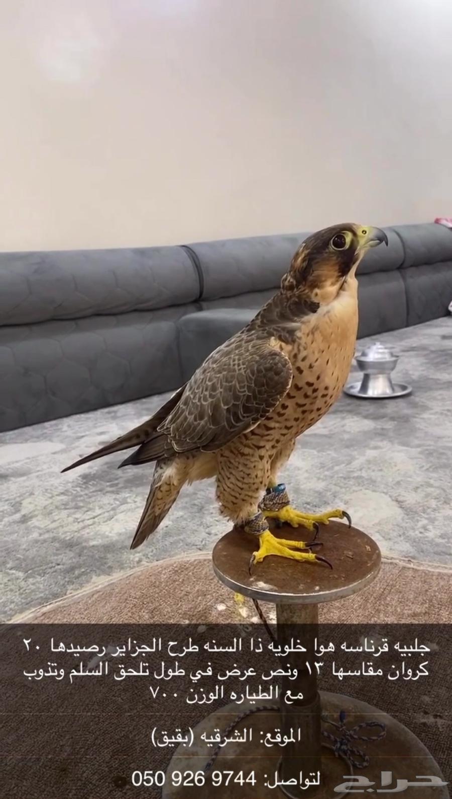 Jbeily bird for sale, please contact the number (just an advertiser)64360098777218110