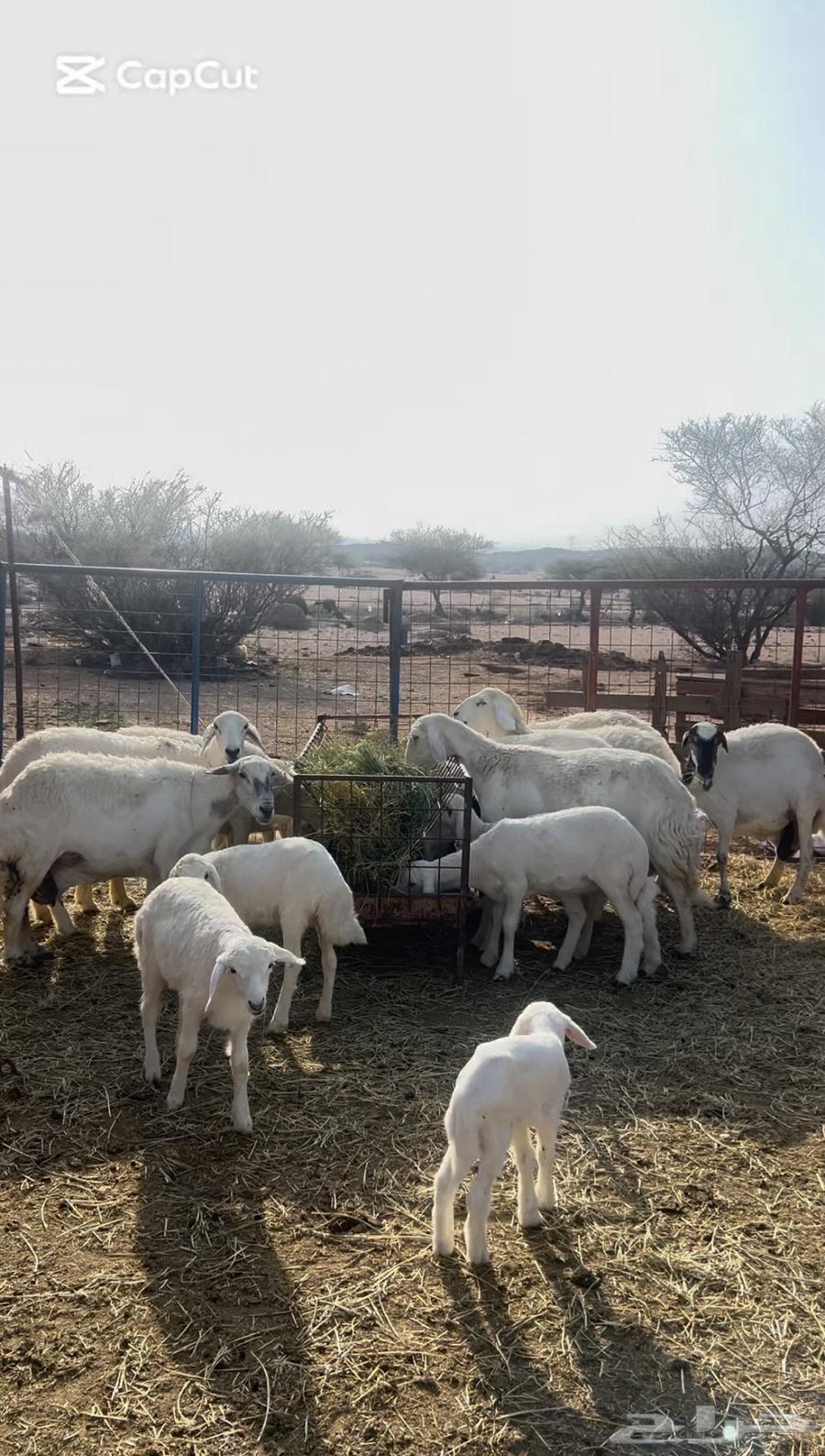 غنم حريه خلفات ومفاصيل للبيع64361312343169110