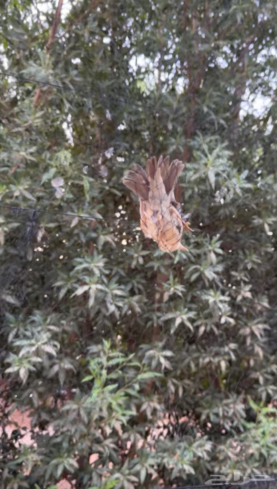 ...64351684025729110