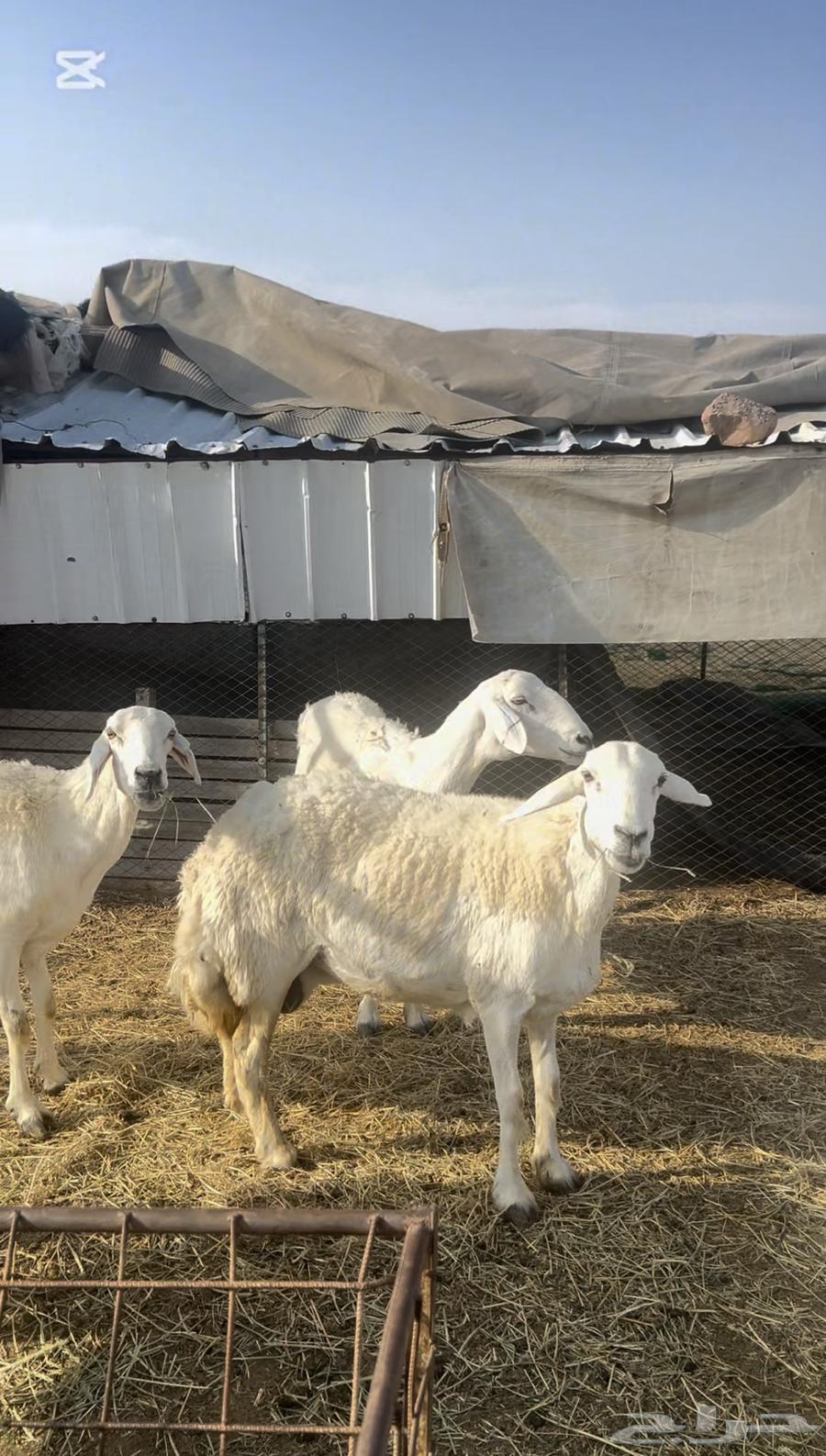 غنم حريه خلفات ومفاصيل للبيع64361312343169112