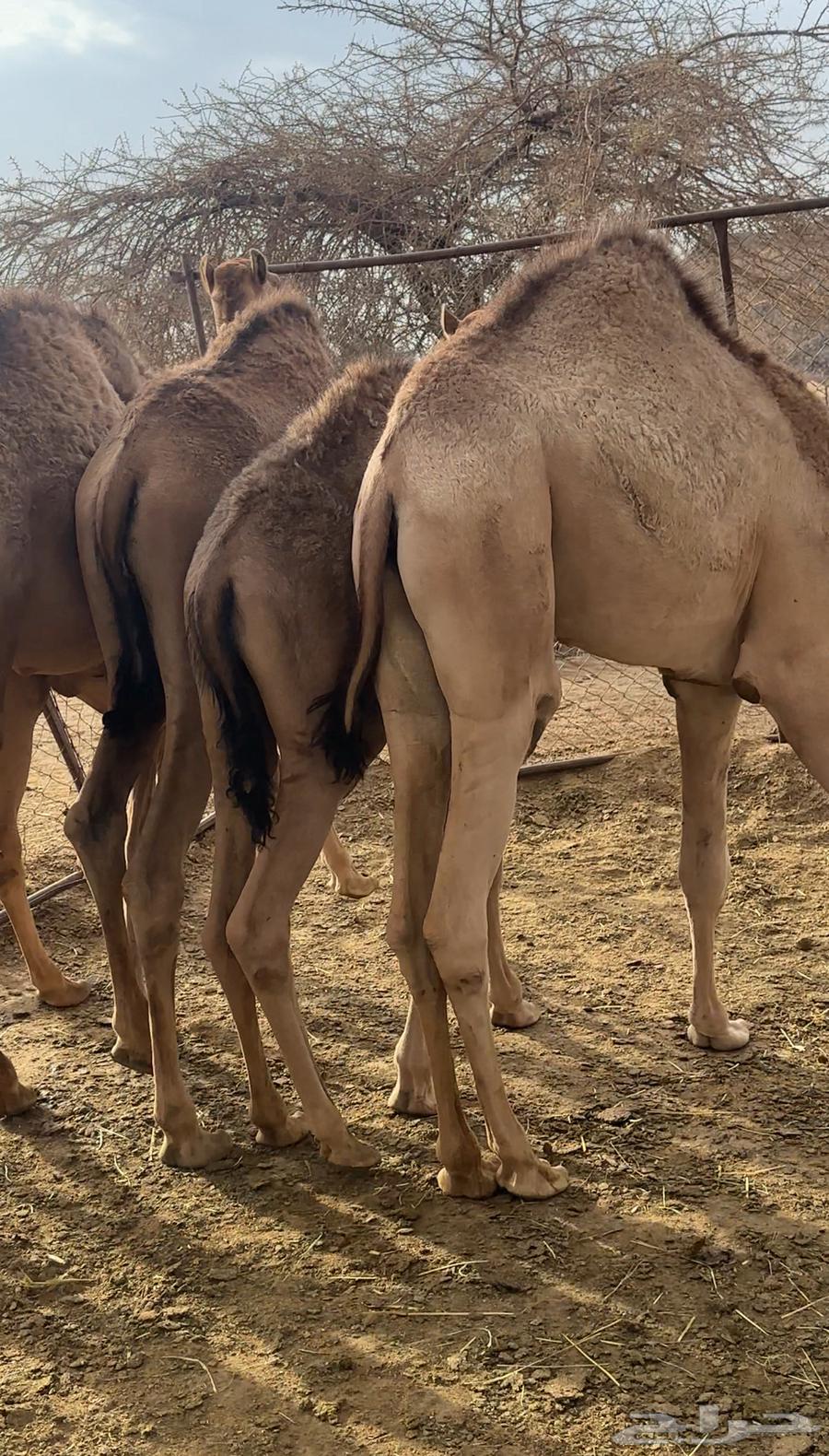 Al-Qa'dan Mafarid64360334051586114