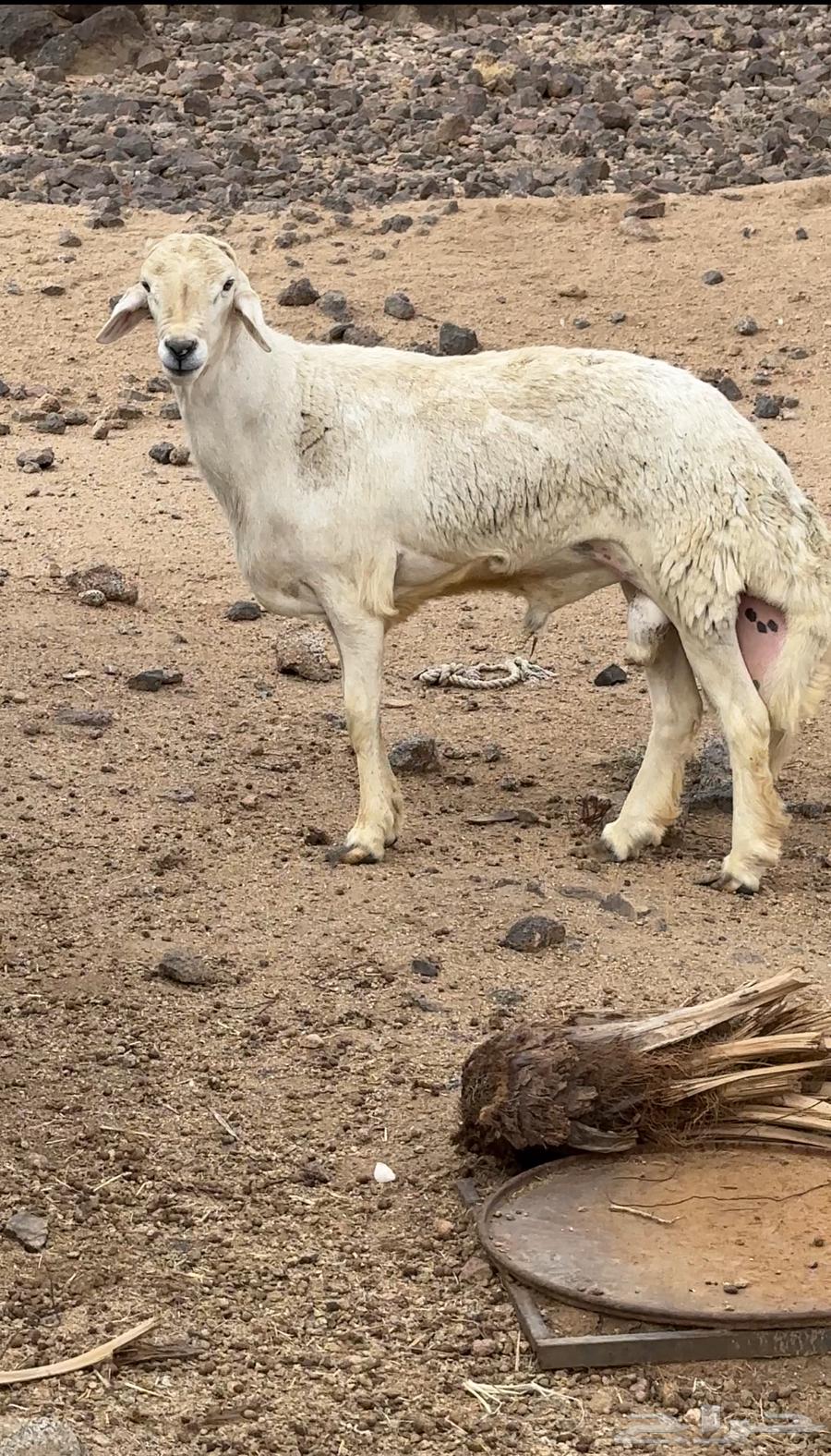 خروف ثني تم البيع64349023020161110
