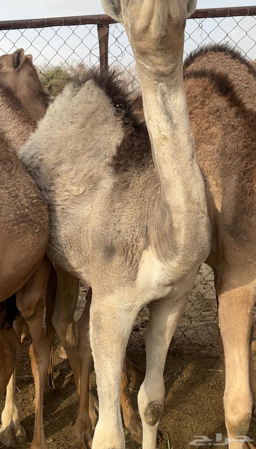 Al-Qa'dan Mafarid64360334051586111