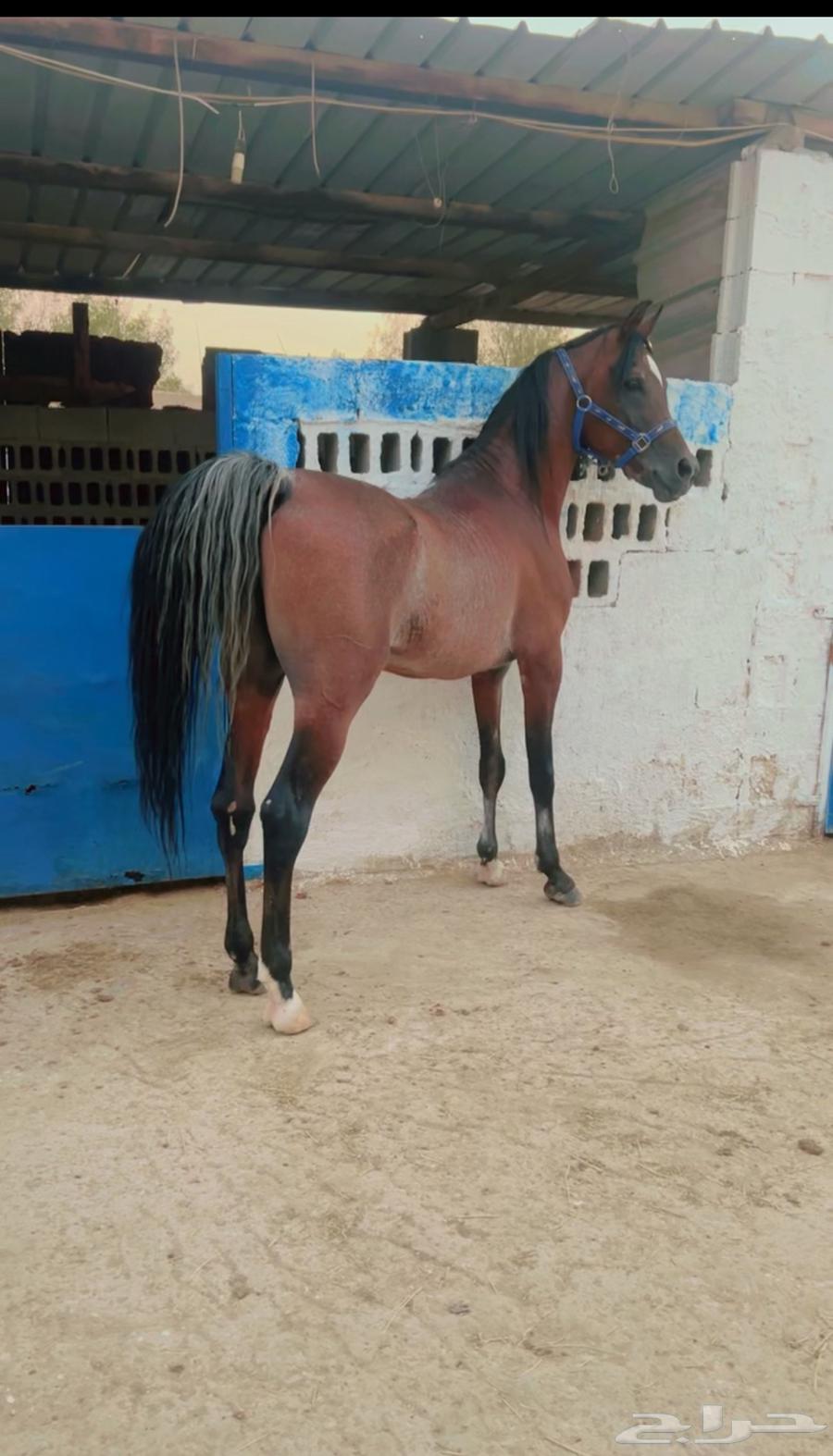 حصان واهو وللبيع شعبي رفيه من نوادر الخيل64349819944579110
