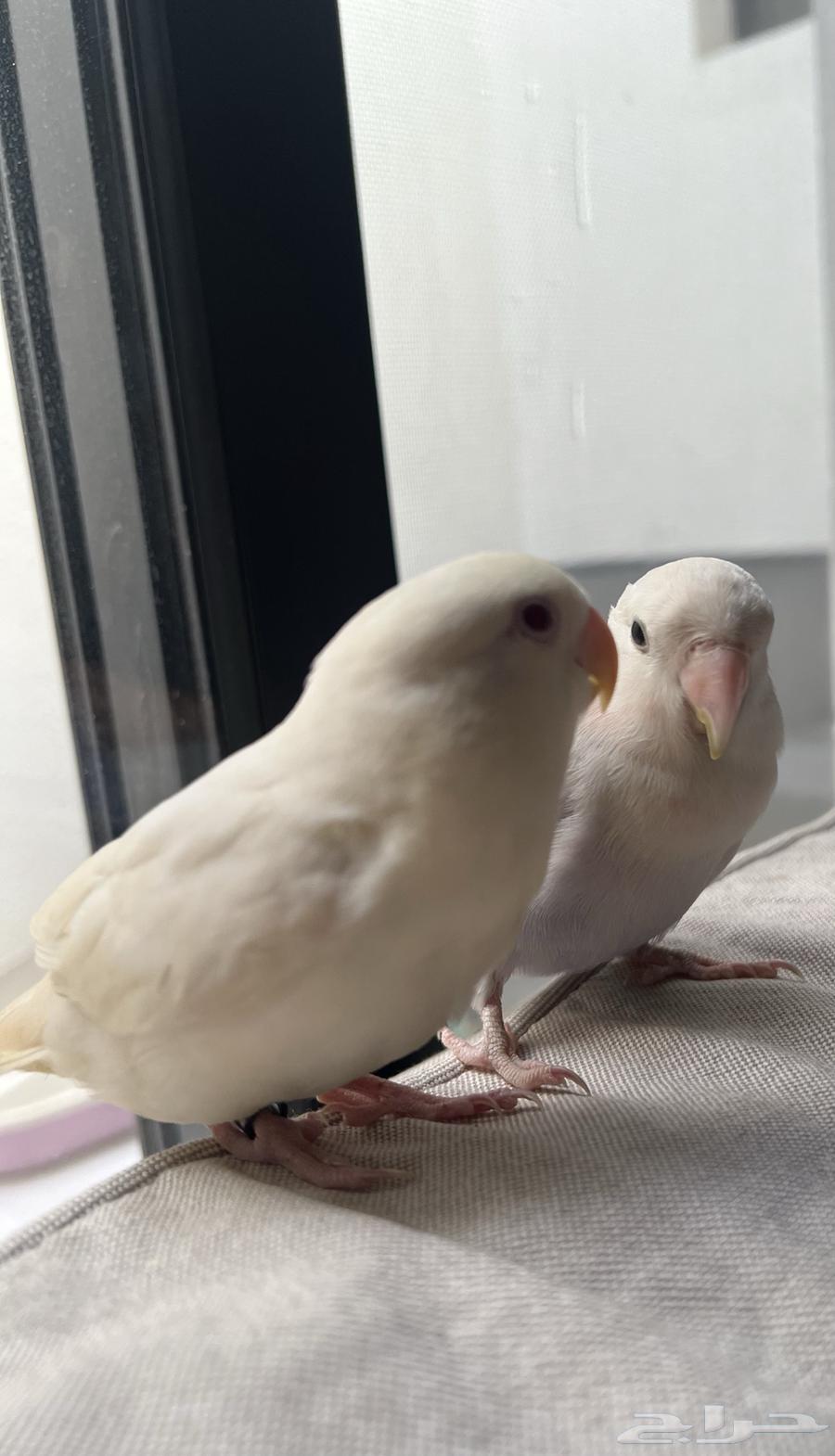 طير روز البينو شبه اليف64350674486018113