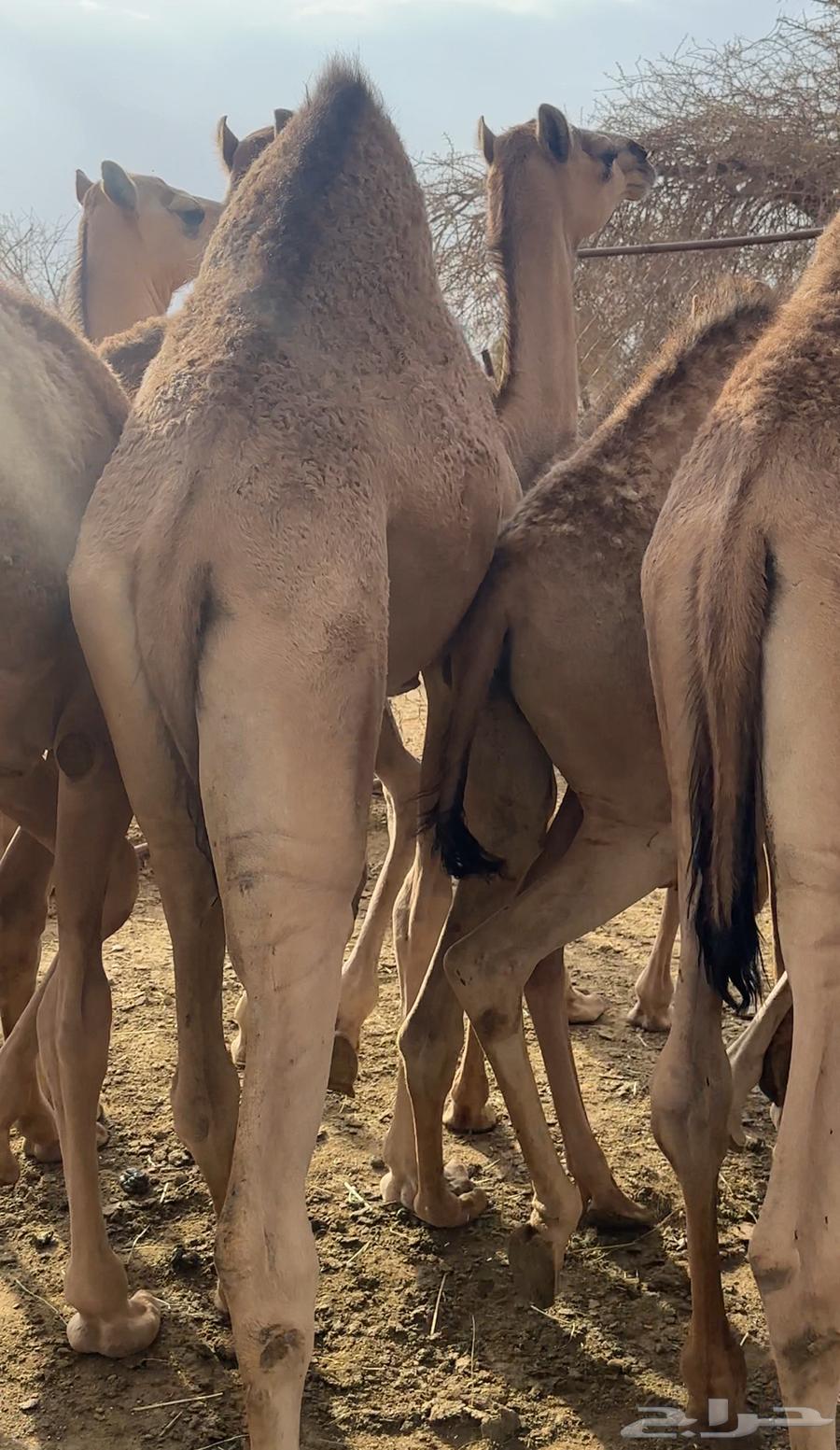 Al-Qa'dan Mafarid64360334051586112