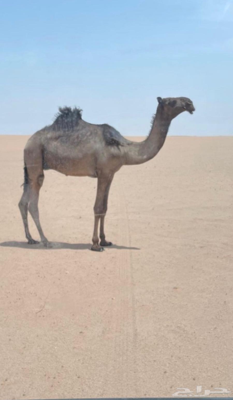 للبيع64351138889602110