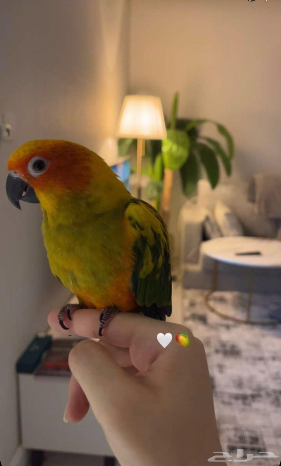 صن كنبور تربيه64359445861891111