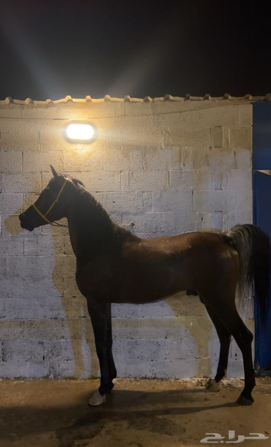 حصان واهو وللبيع شعبي رفيه من نوادر الخيل64349819944579112