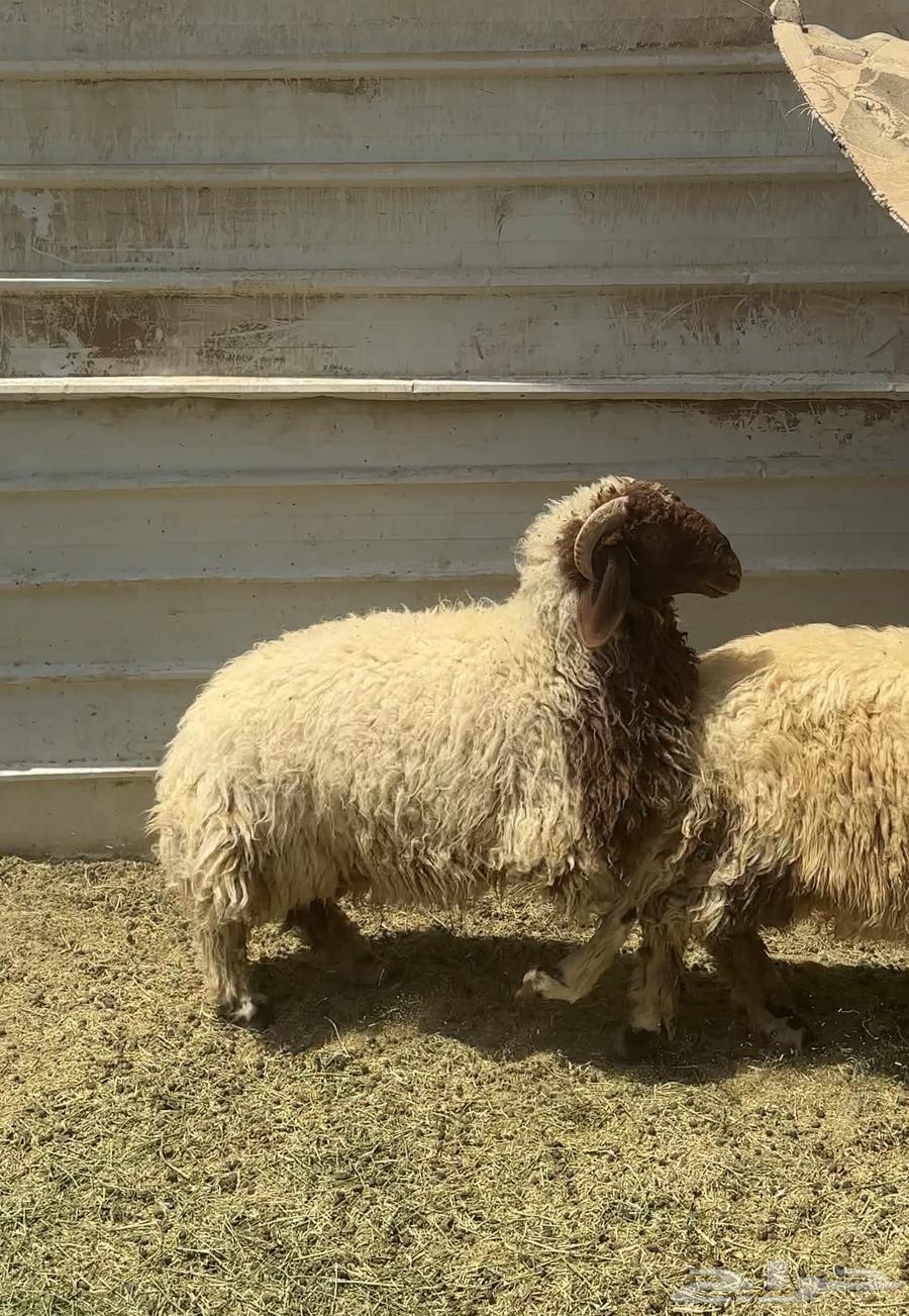 خروف للبيع سمين العمر 7 جذع ونظيف شرط64354252588417110