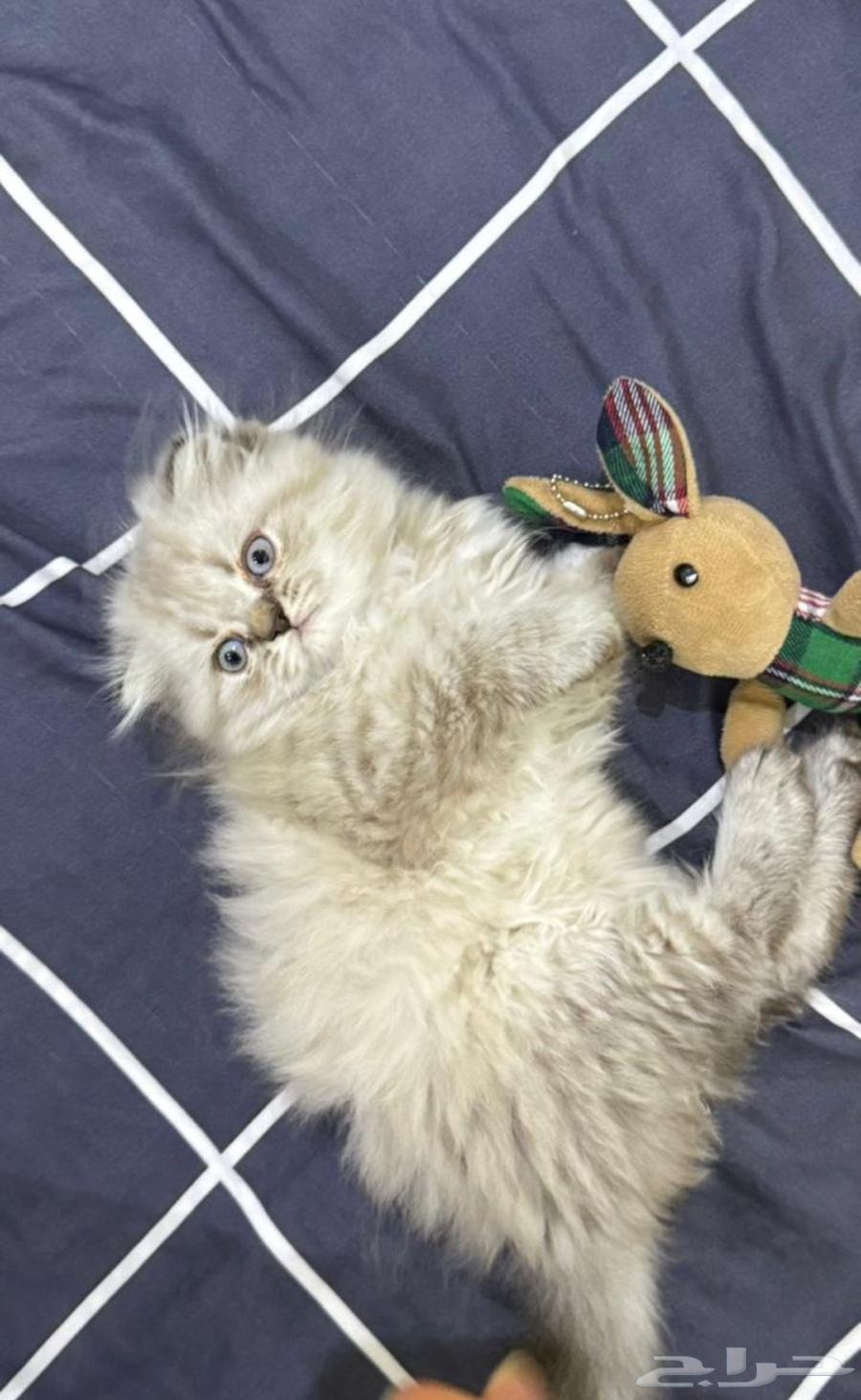 قطط قطة قطه كيتن64359749508482112