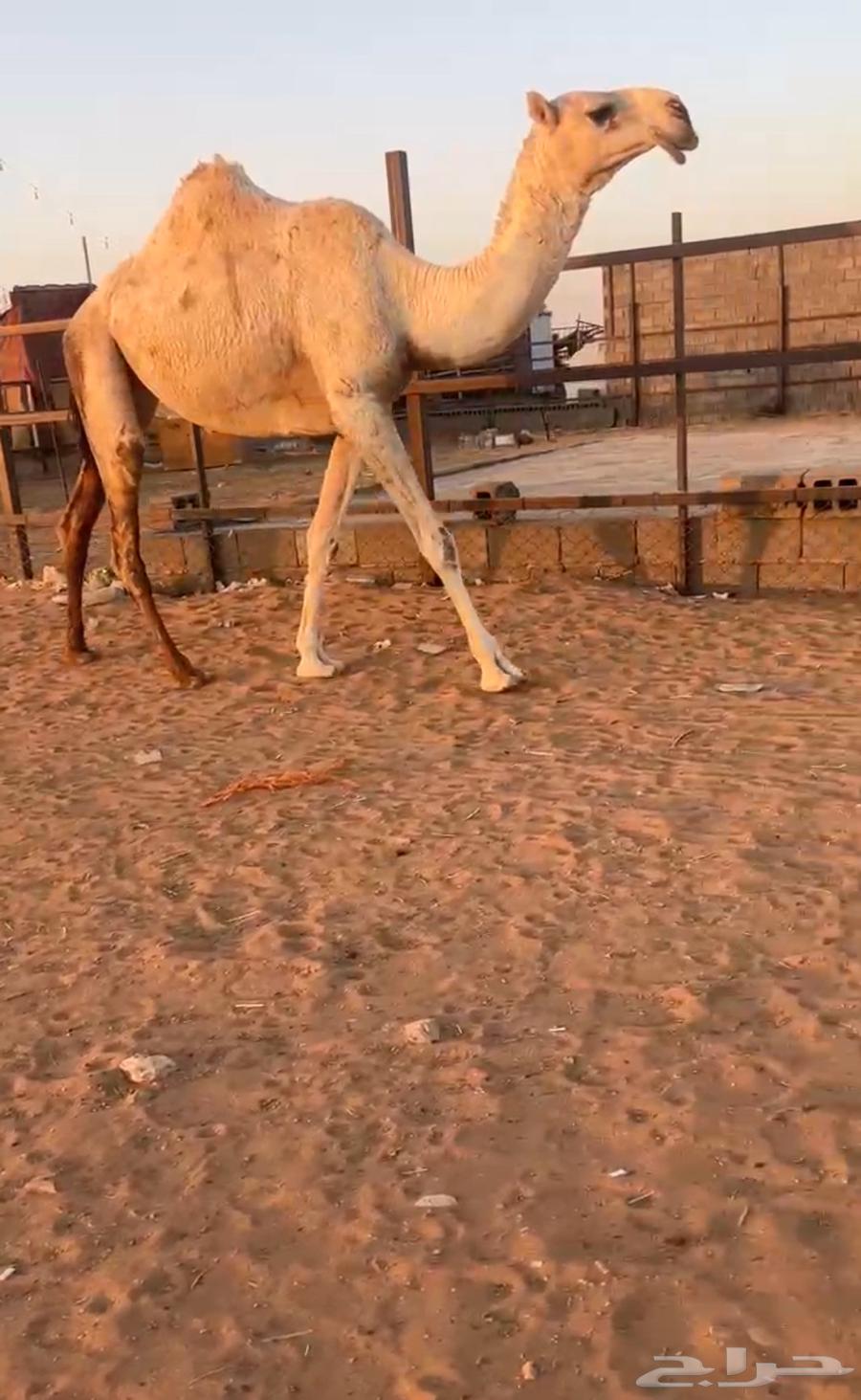 للبيع بكره وضحى طيبه64360376894338112