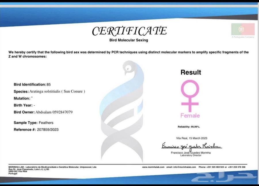 انثى صن كنيور جاهزه64362119982978113