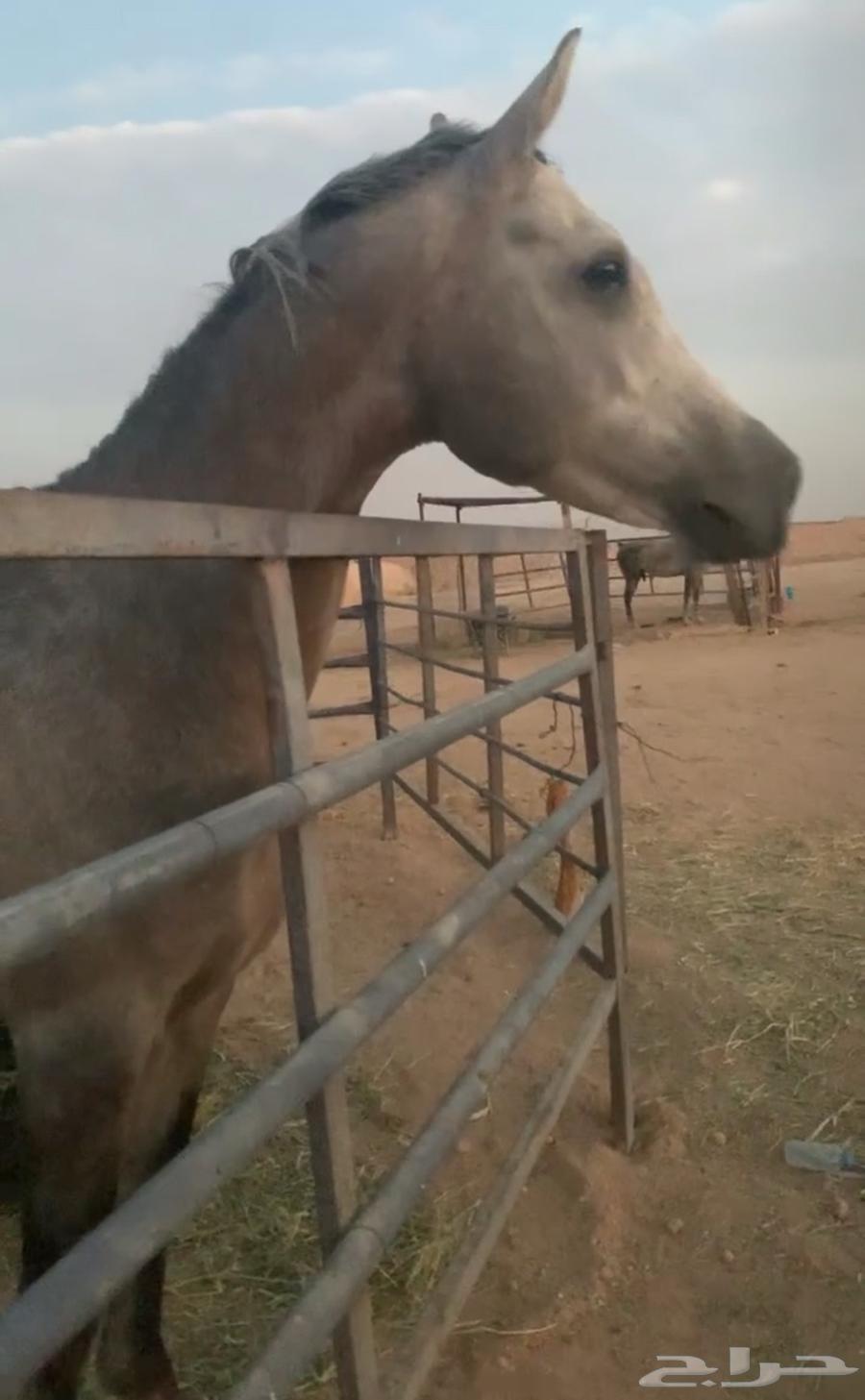 حصان شعبي شيخ64361224171395111