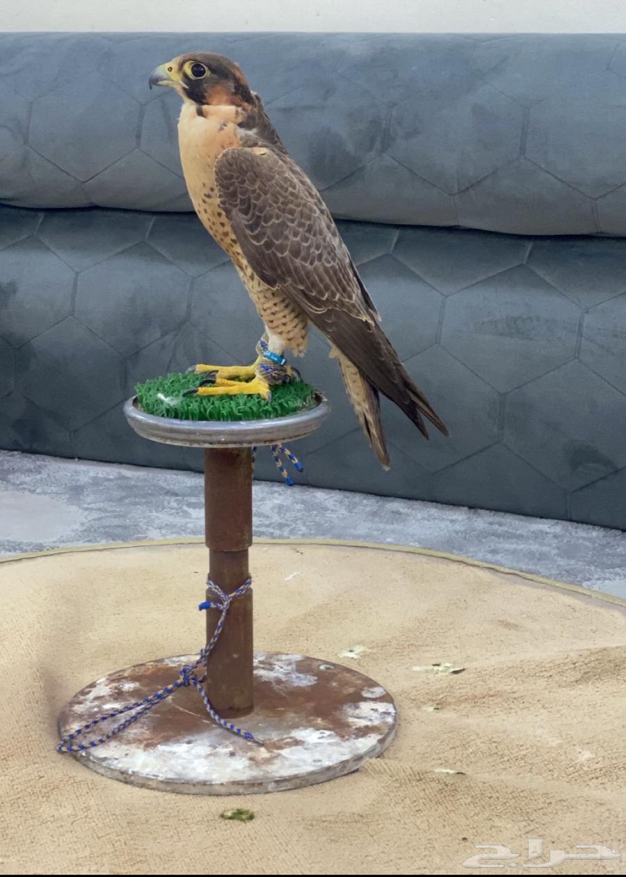 Jbeily bird for sale, please contact the number (just an advertiser)64360098777218112