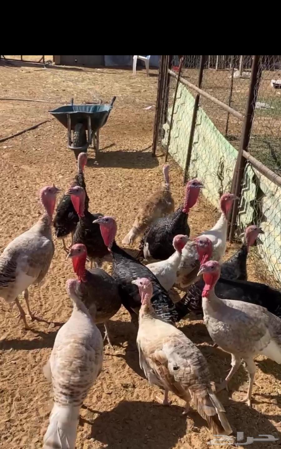 ديكه ودجاج رومي للبيع64349066872833110