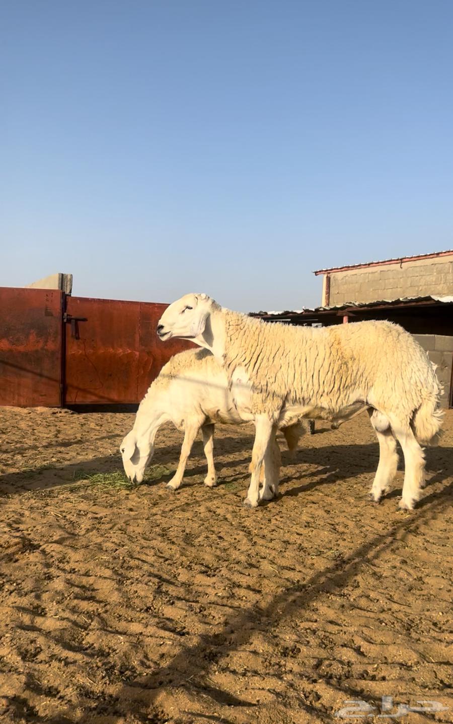 Stallion, two-year-old breed (weaned), castrated, conditioned64360024521089110