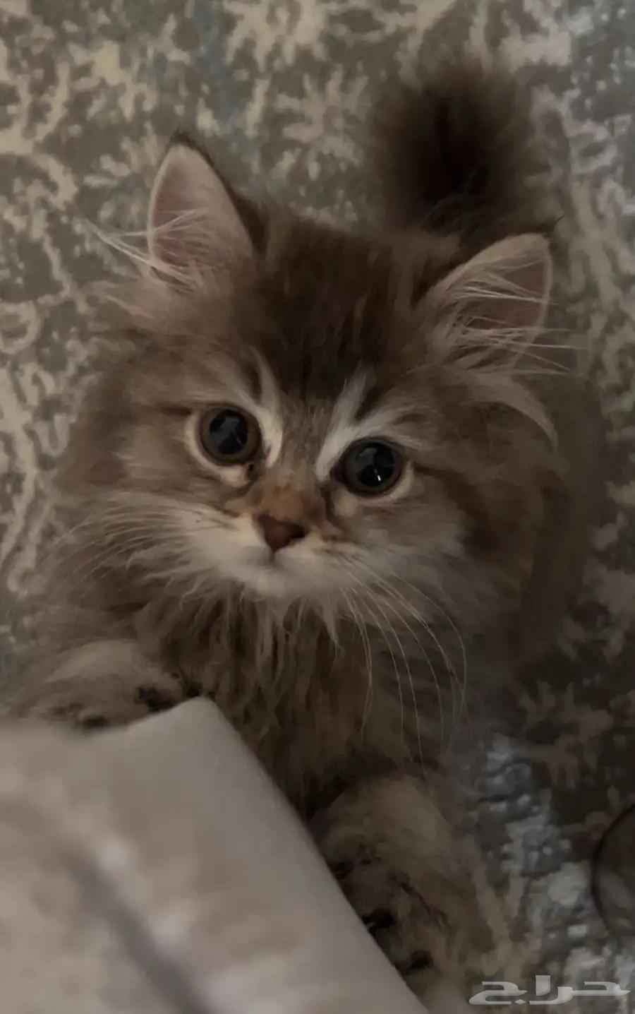 قطه للبيع انثى64362089922561111