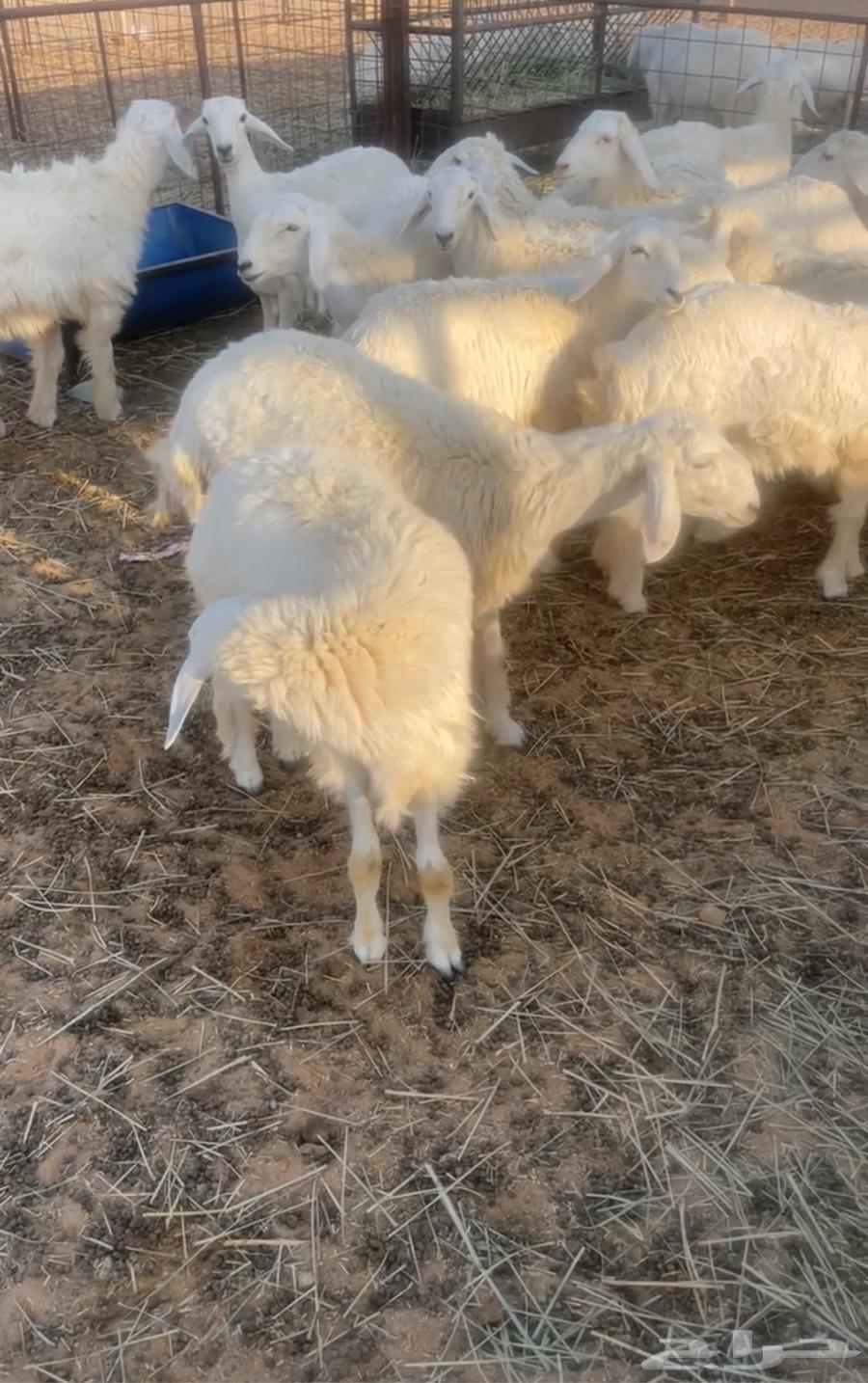 للبيع رخال حريه الموقع القصيم شمال البصر64358396149635111